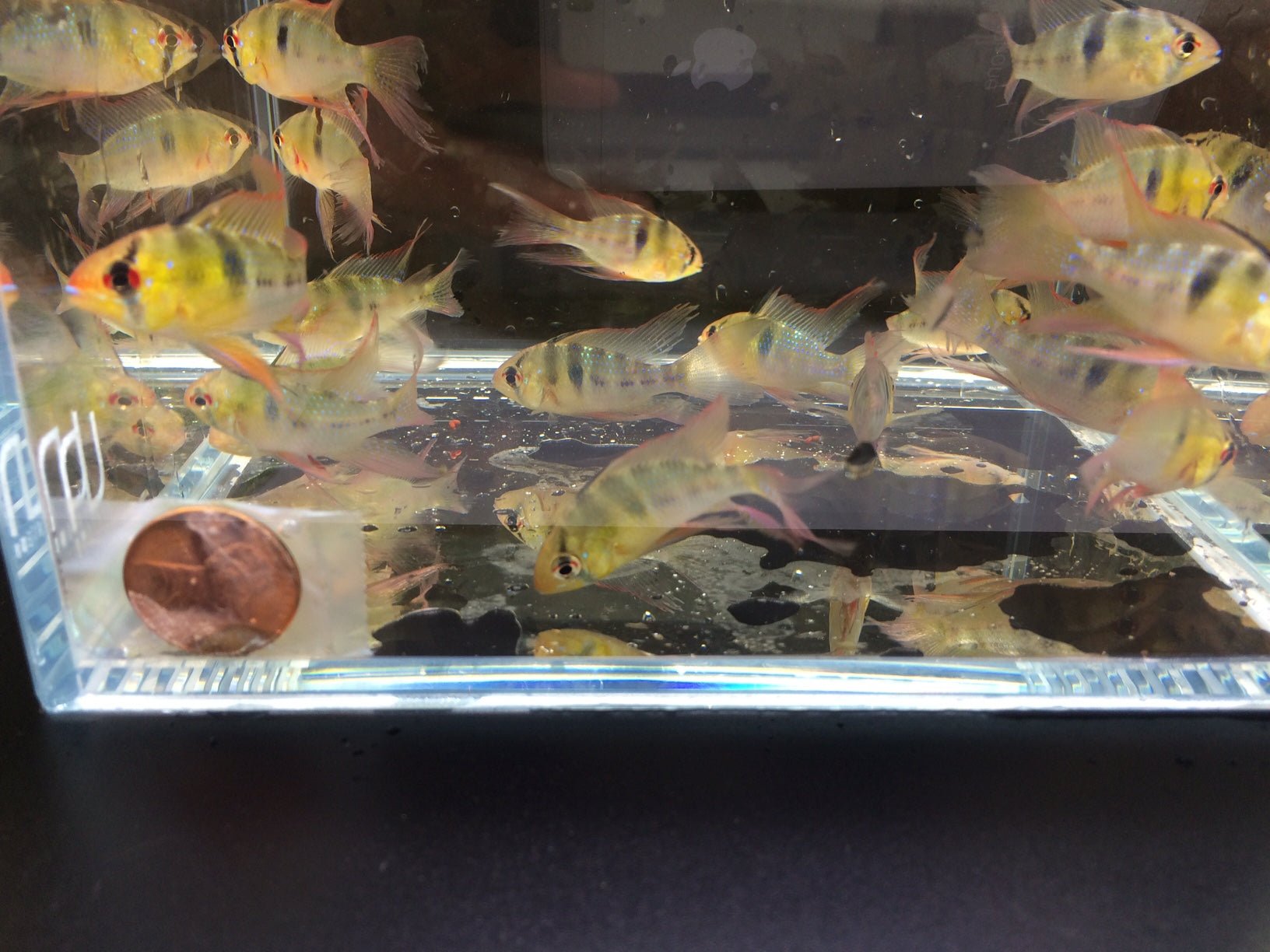 Blue Veiltail Ram - Aqua Huna