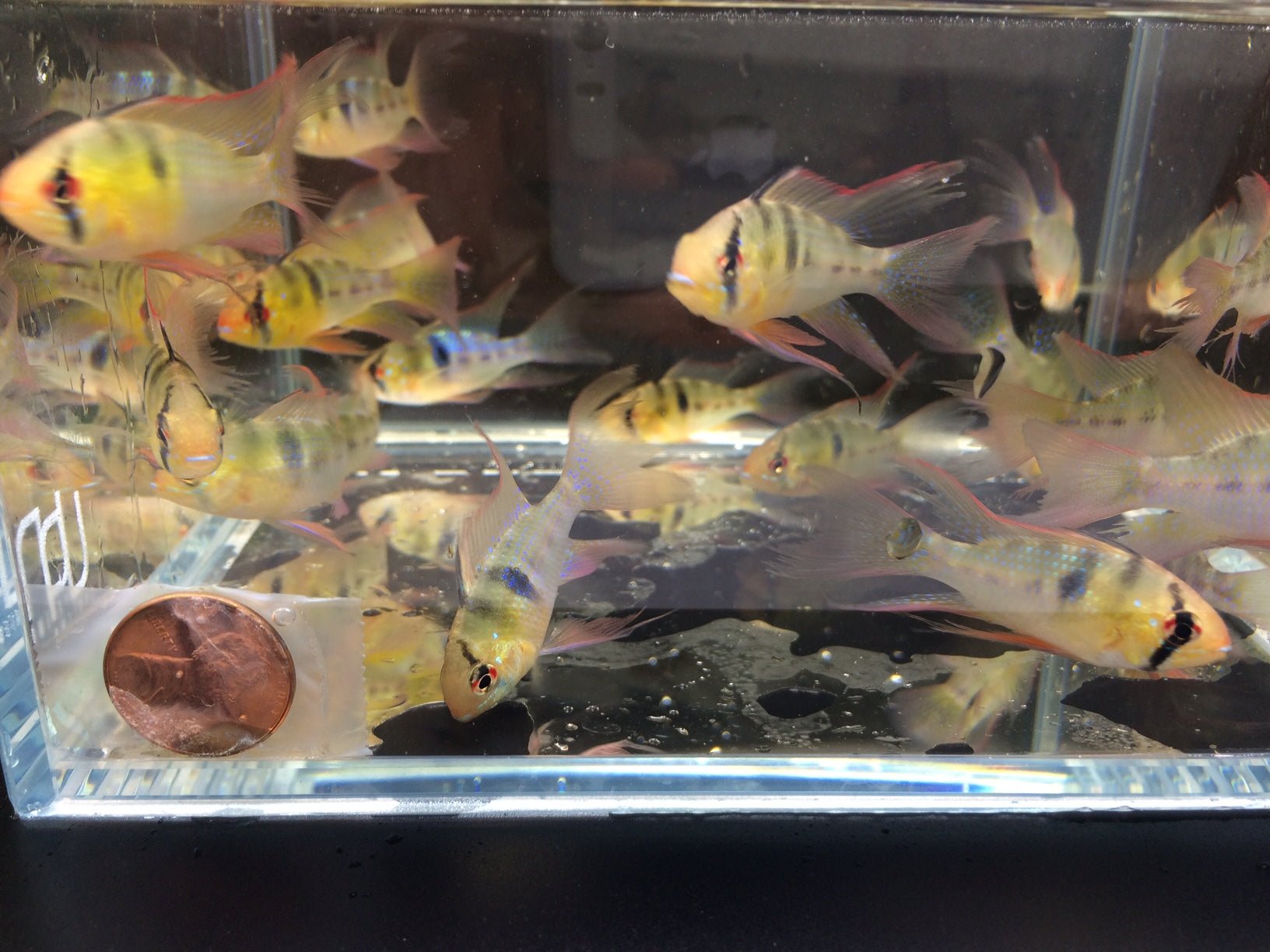 Blue Veiltail Ram - Aqua Huna