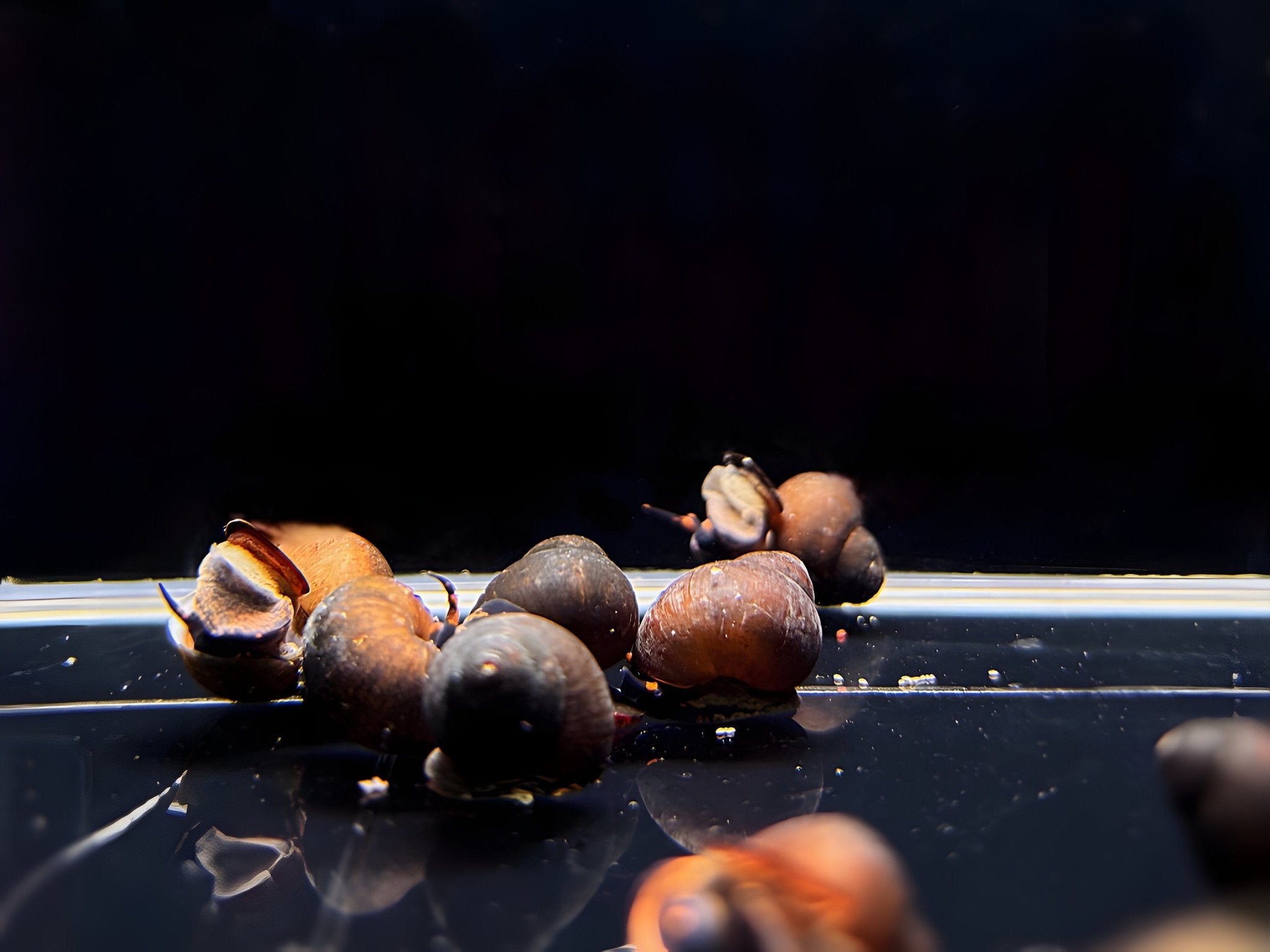 Blueberry Snail - Aqua Huna