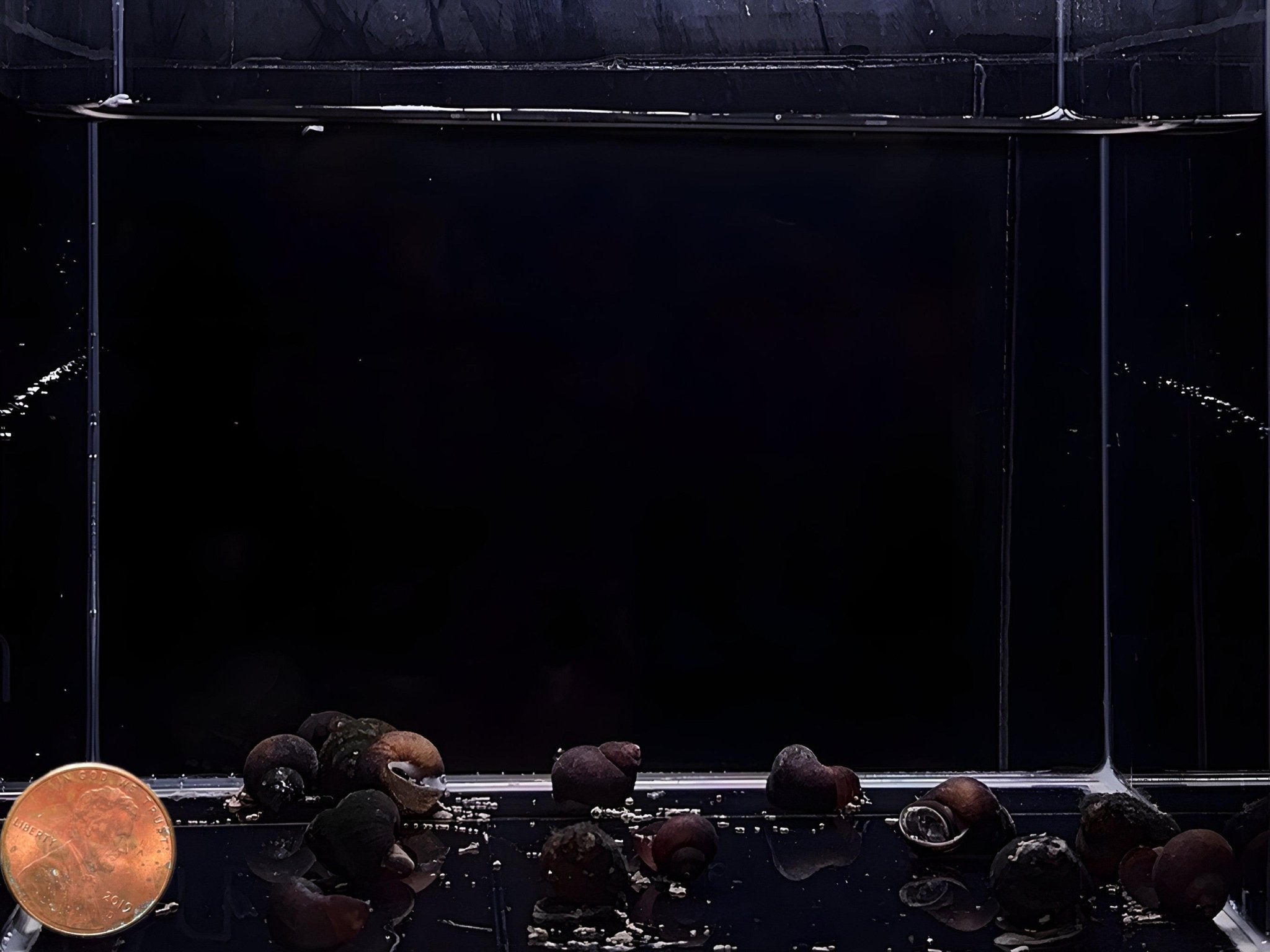 Blueberry Snail - Aqua Huna