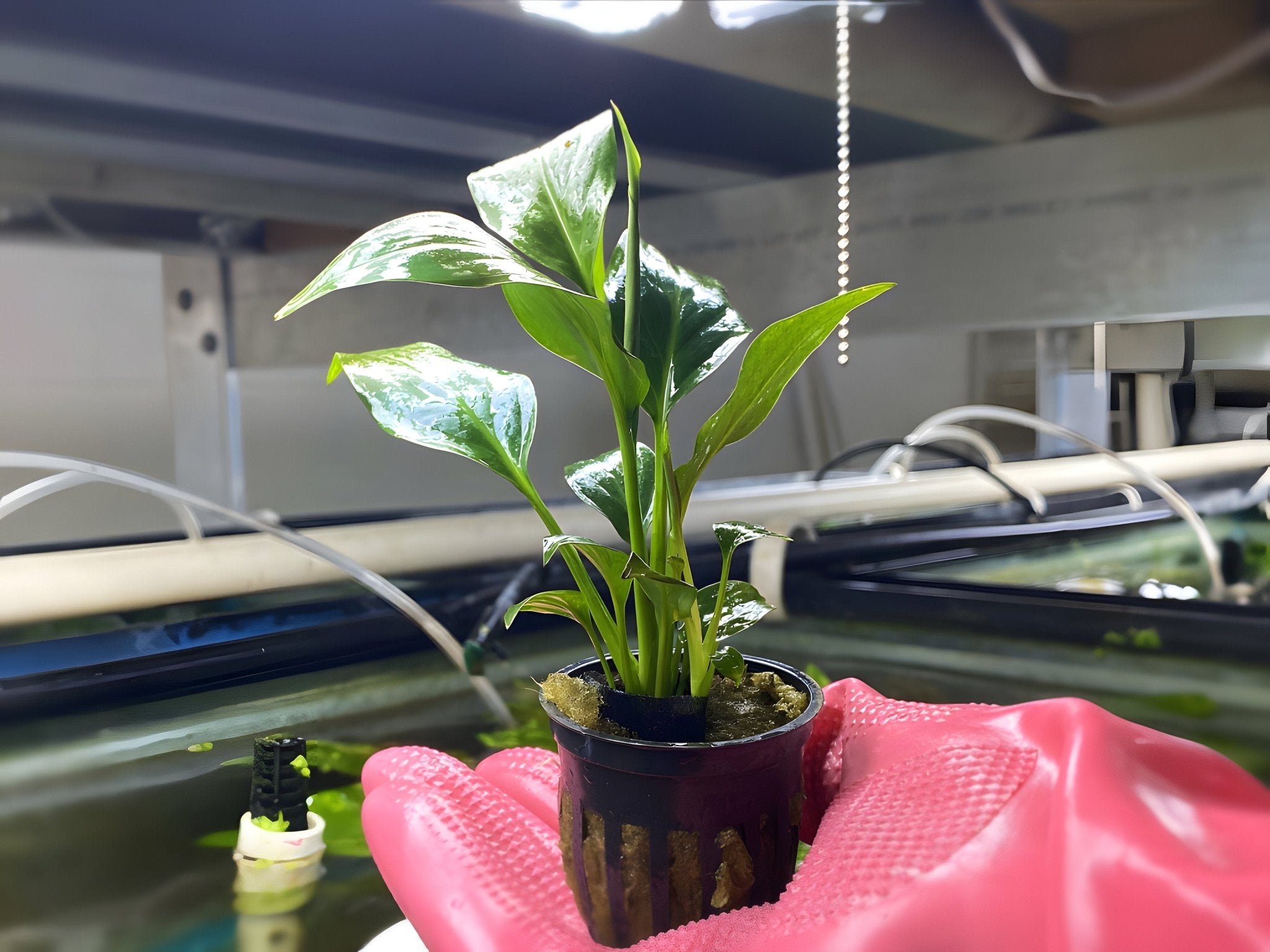 sword succulent Brazil Sword (Potted Plant)