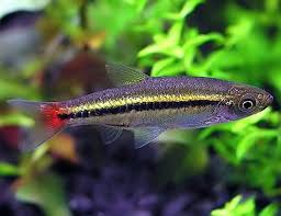 Brilliant Rasbora - Aqua Huna
