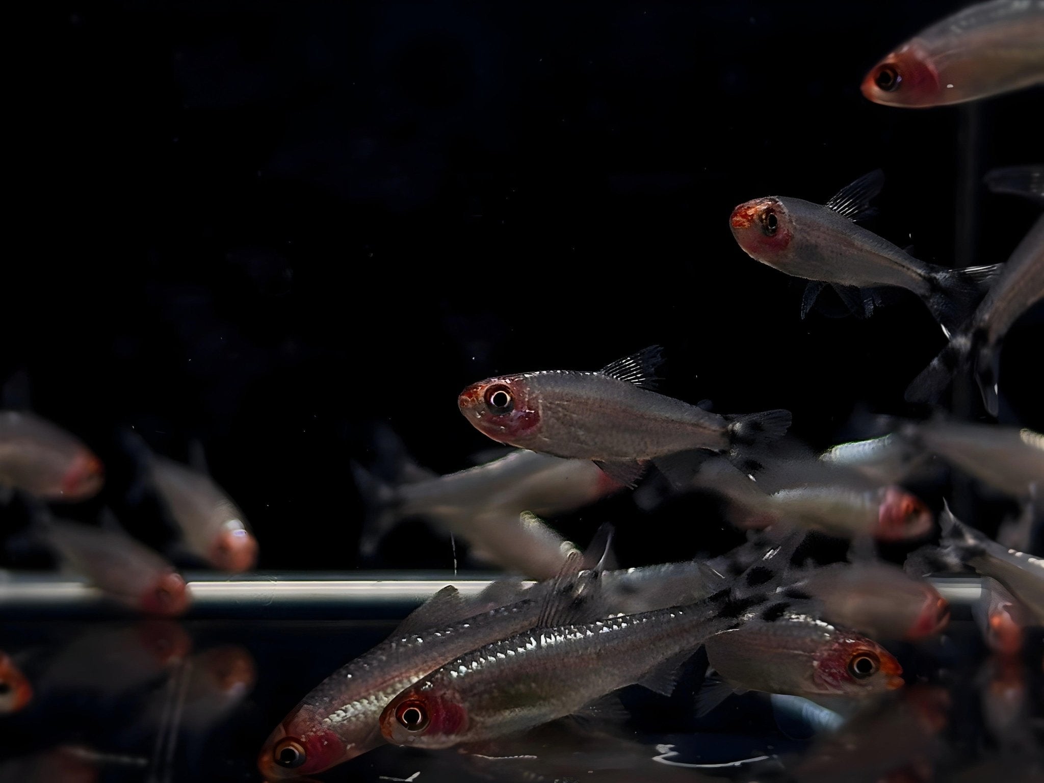Brilliant Rummynose Tetra - Vibrant Schooling Fish for Sale