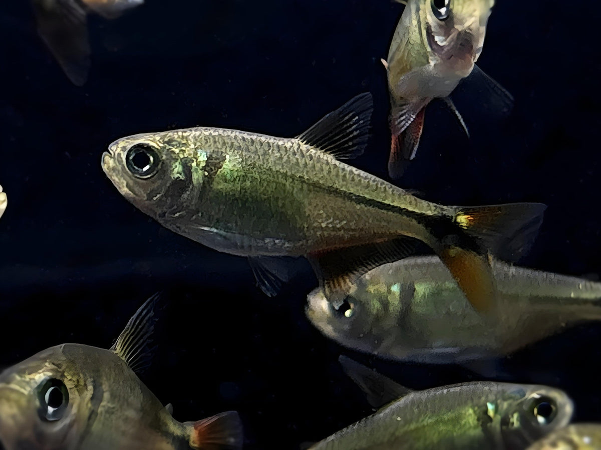 Buenos Aires Tetra - Aqua Huna