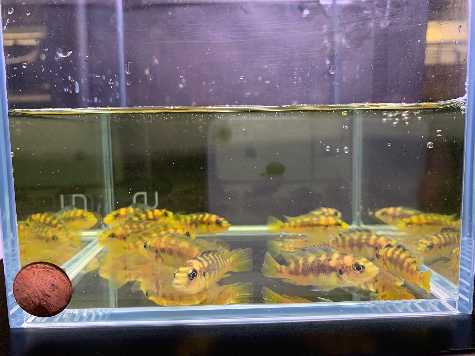 Bumblebee Cichlid Vibrant Freshwater Fish for Sale