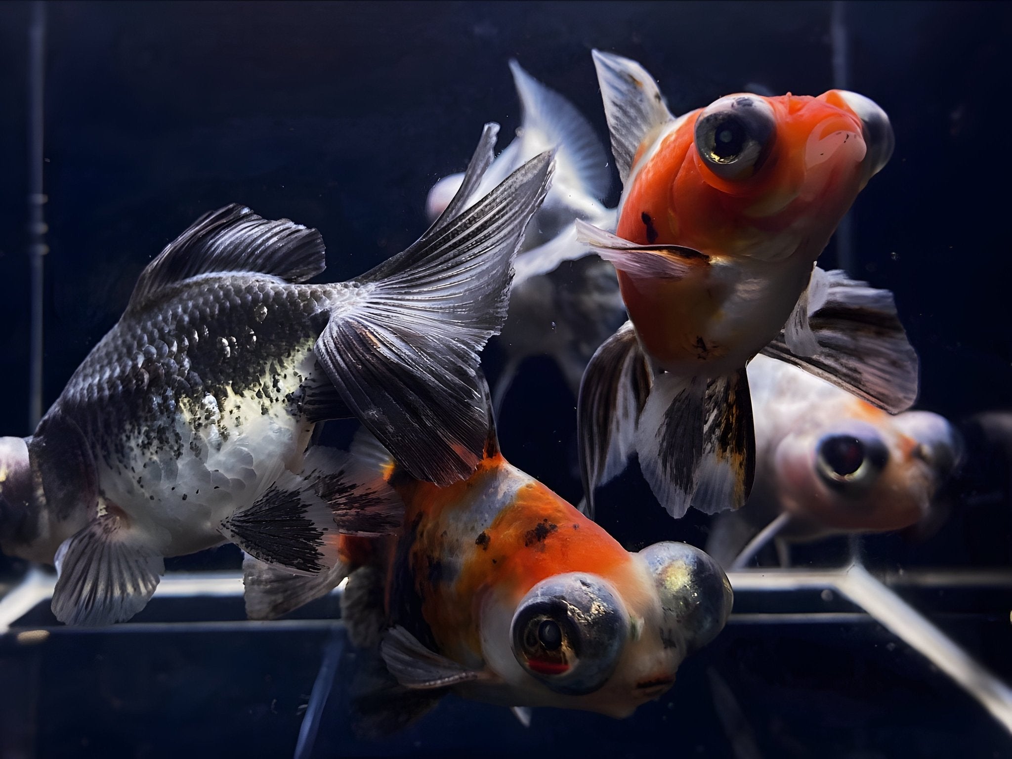 Calico Butterfly Tail Fancy Goldfish (3\, image size:2048x1536