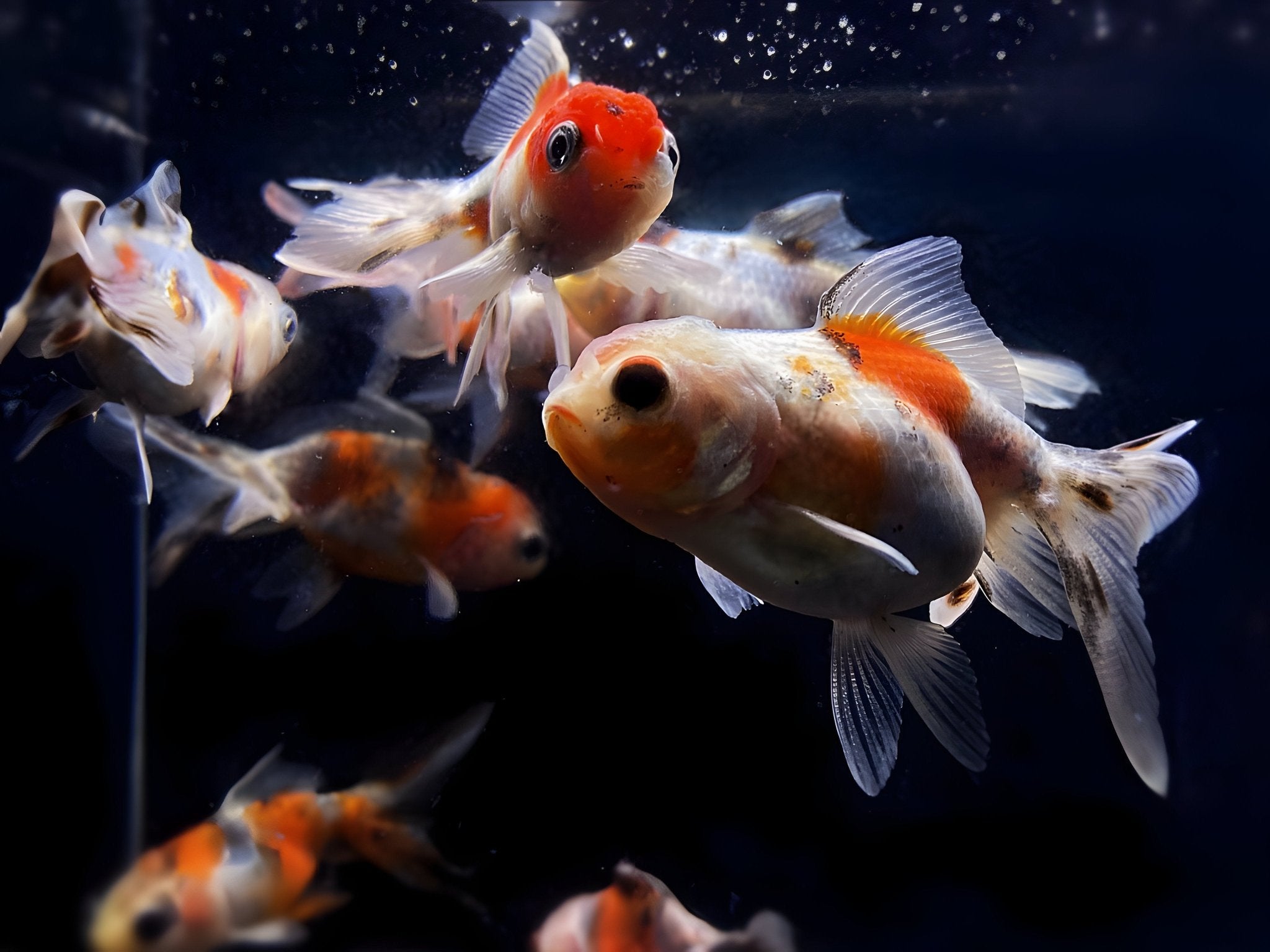 Calico Oranda - 2 - 2.5" - Aqua Huna