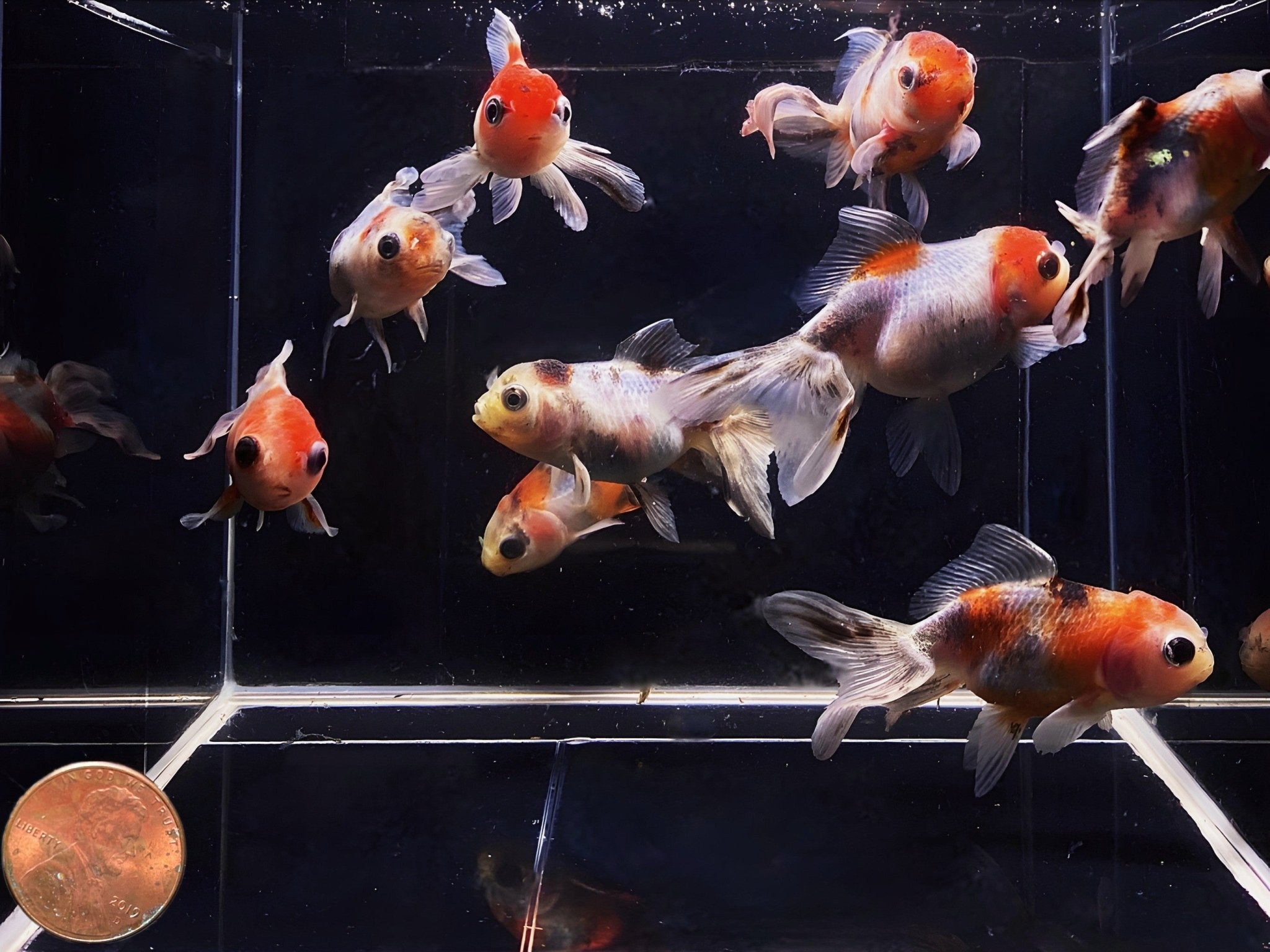 Calico Oranda - 2 - 2.5" - Aqua Huna