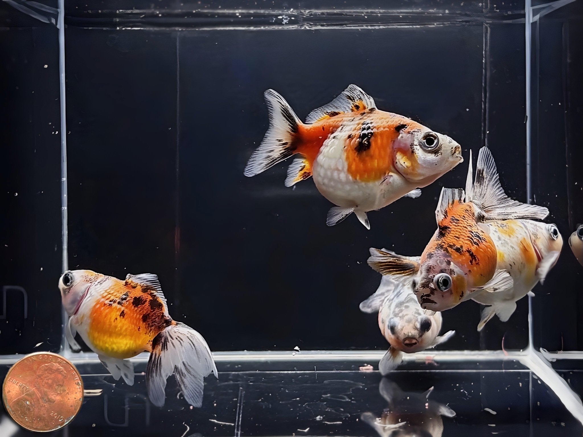Calico Pearlscale Goldfish 2" - 2.5" - Aqua Huna
