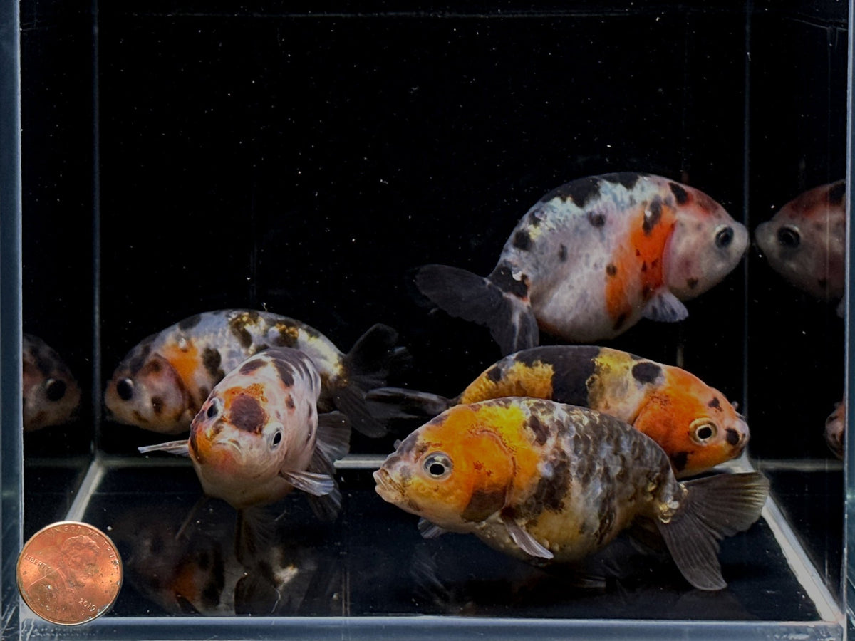 Fresh Look at Calico Ranchu Goldfish 3 Unique Aquarium Fish For Sale