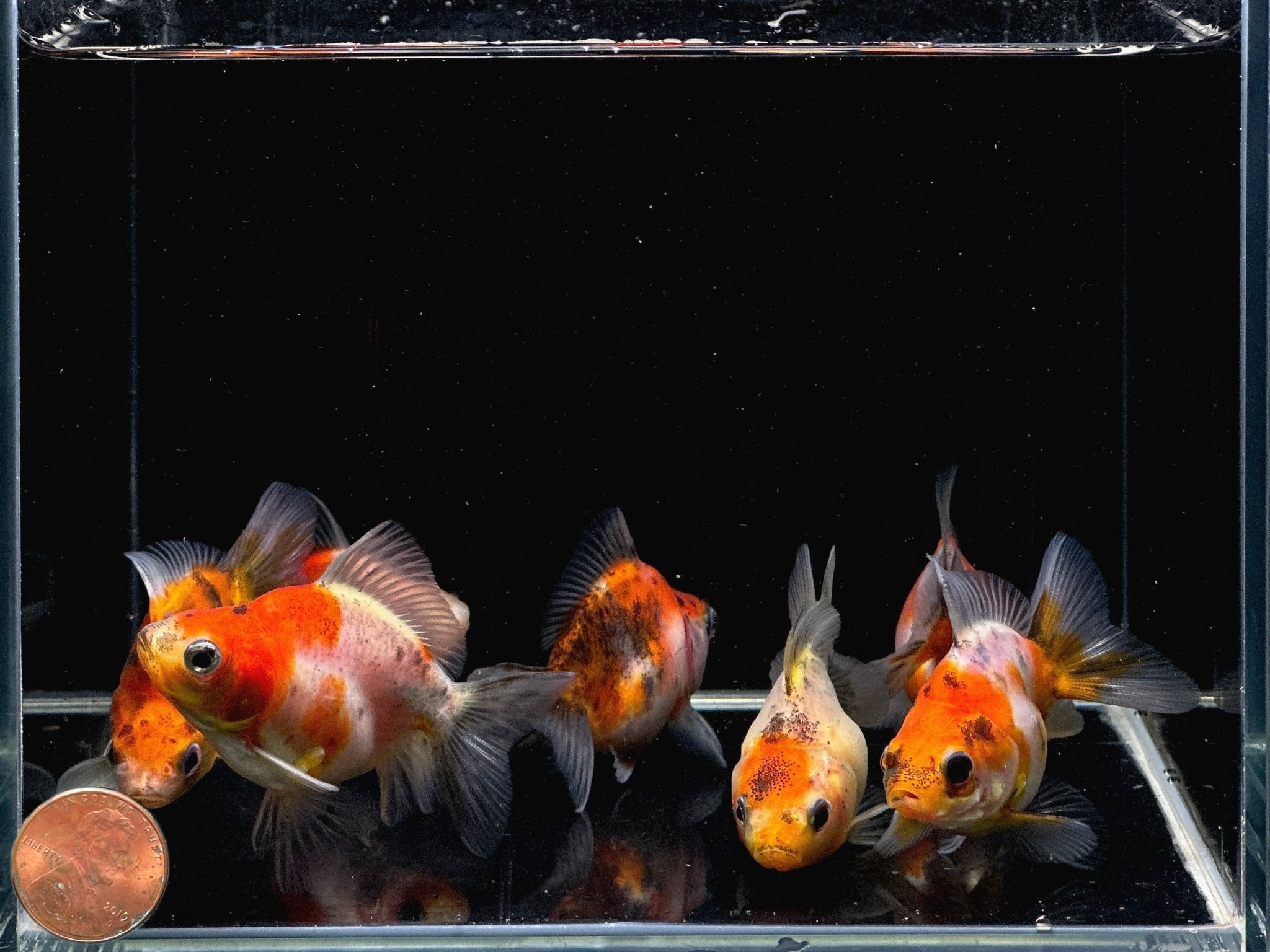 Calico Ryukin Goldfish - 2-2.5" - Aqua Huna