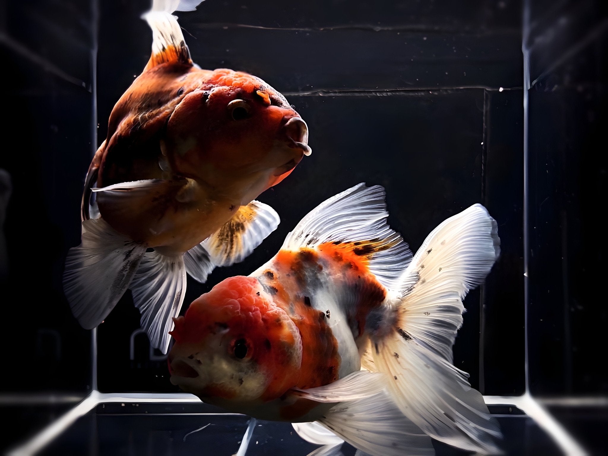 Calico Thailand Oranda Goldfish - 4" - 4.5" - Aqua Huna