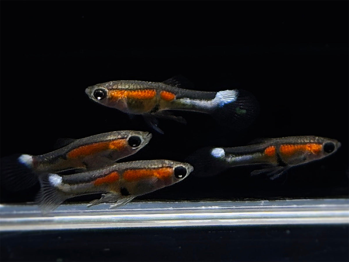 Campoma No. 40 Steeltail Endler Pair - Aqua Huna