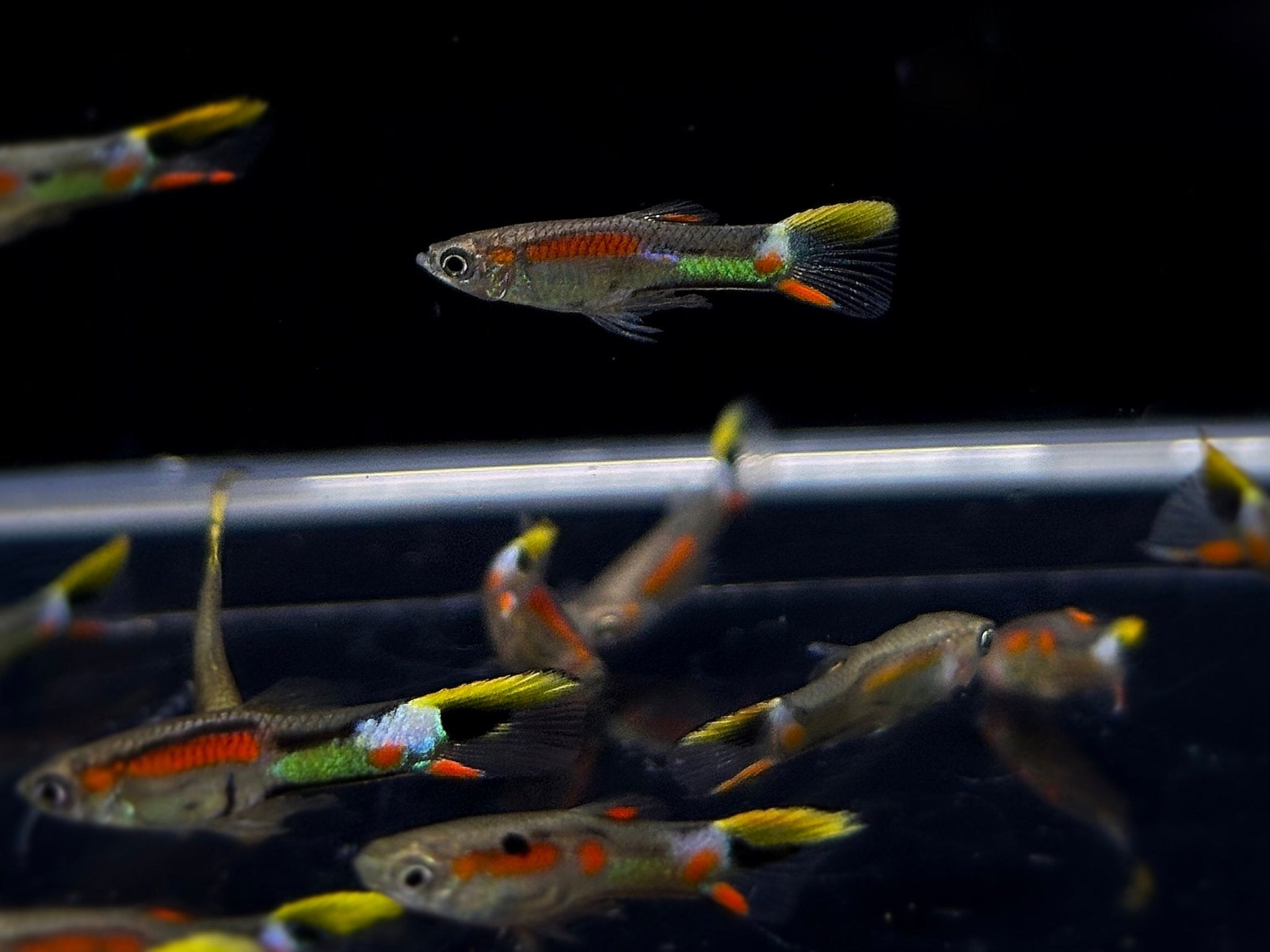 Campoma No. 7 Endler Pair - Aqua Huna
