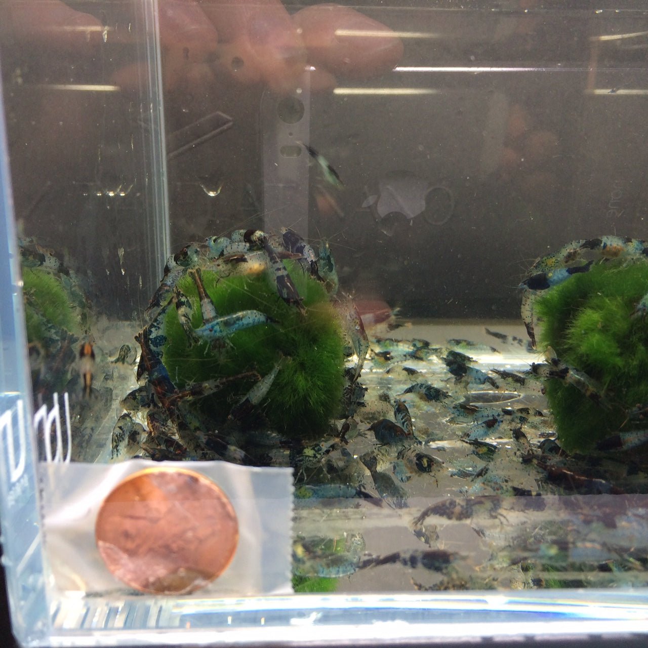 Carbon Rili Shrimp - Aqua Huna