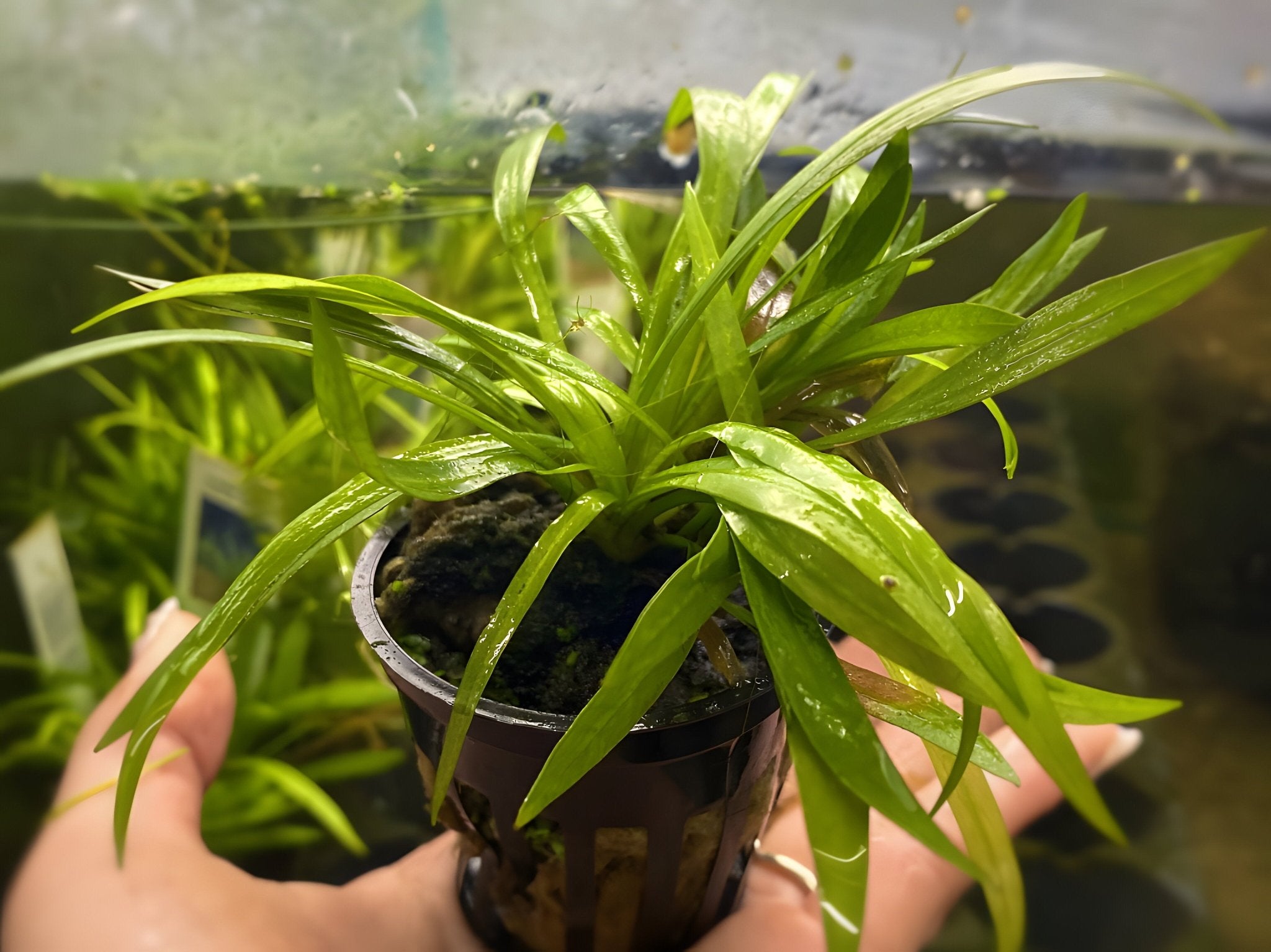 Chain Sword - Potted Plant - Aqua Huna