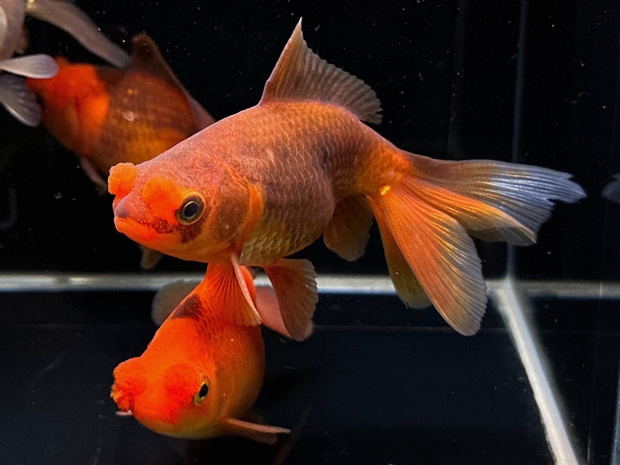 Chocolate Pompom Goldfish - 3.5" - Aqua Huna