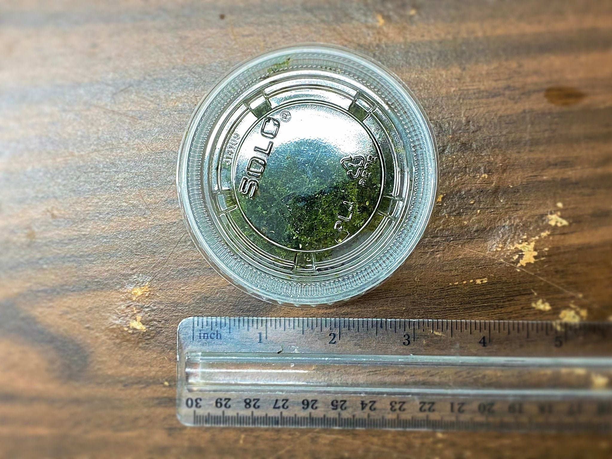 Christmas Moss - Aqua Huna