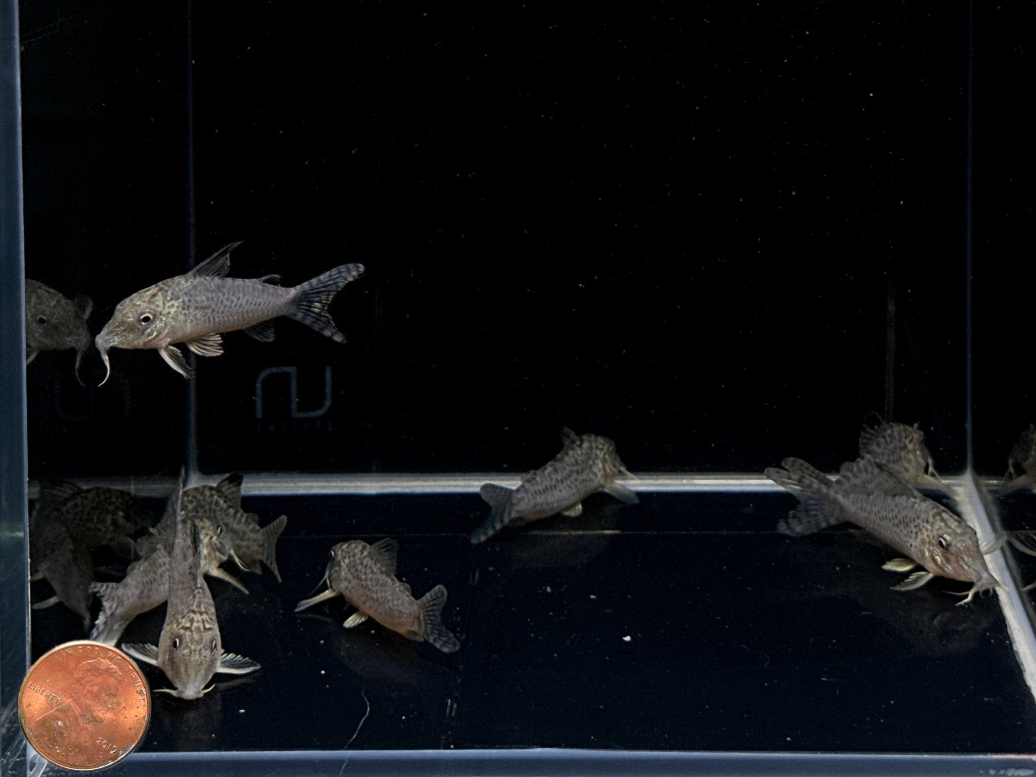 Corydoras acutus - Aqua Huna