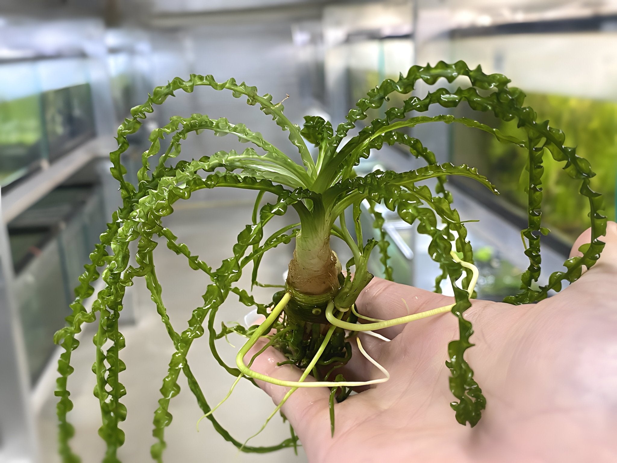 Crinum Calamistratum Plant - Aqua Huna