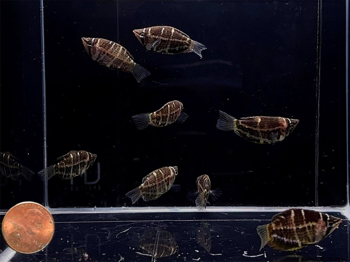 Crossband Chocolate Gourami | Cherry Chocolate Gourami - Aqua Huna