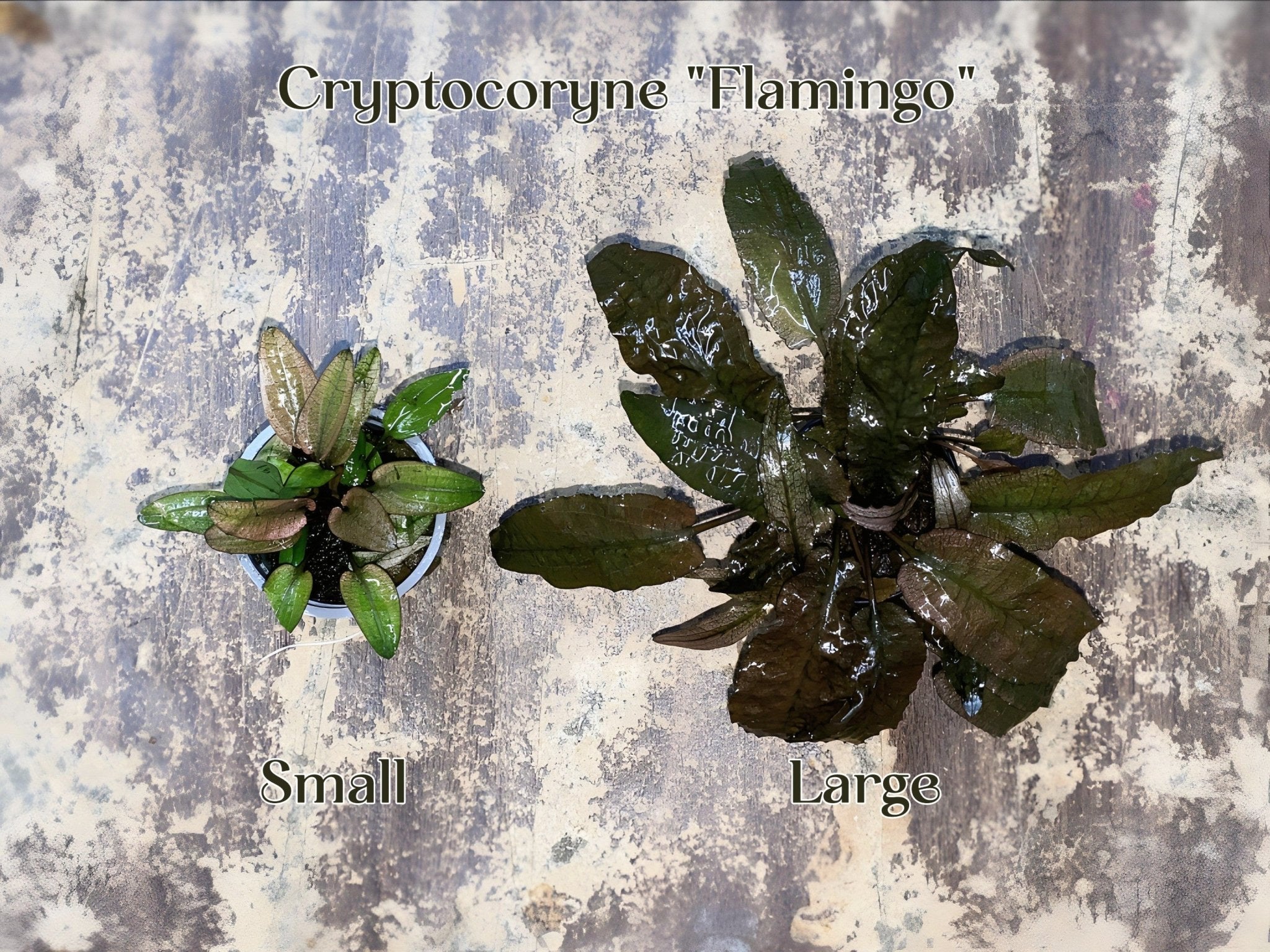 Cryptocoryne "Flamingo" (Size Small) - Potted Plant - Aqua Huna