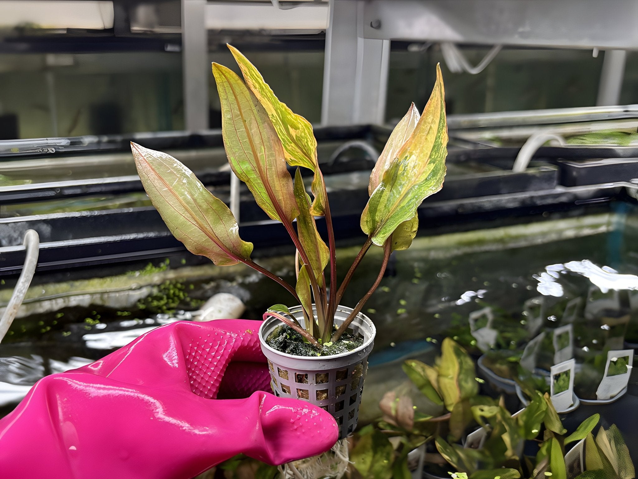 Cryptocoryne 