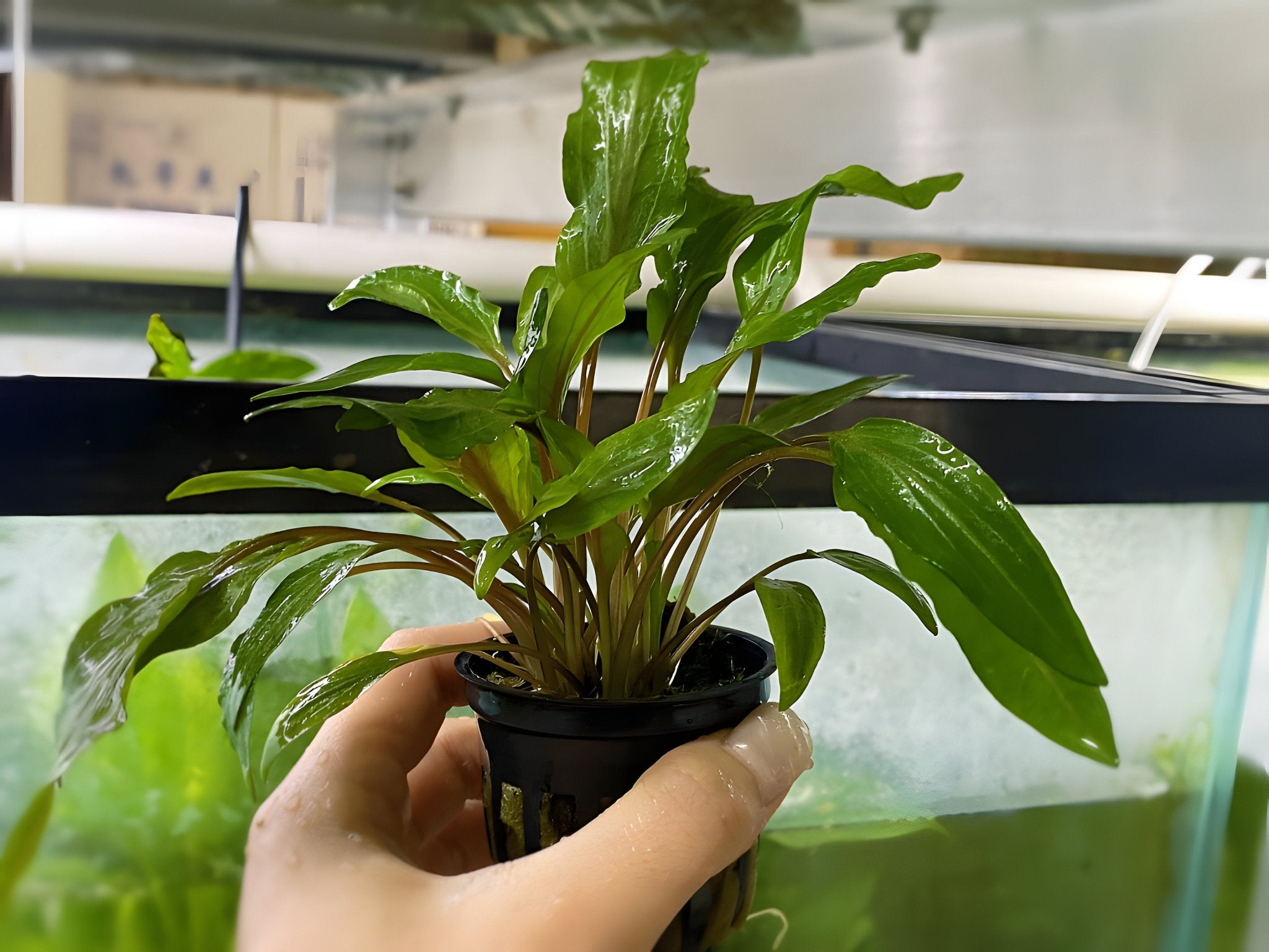 potted aquarium plants Cryptocoryne Lutea