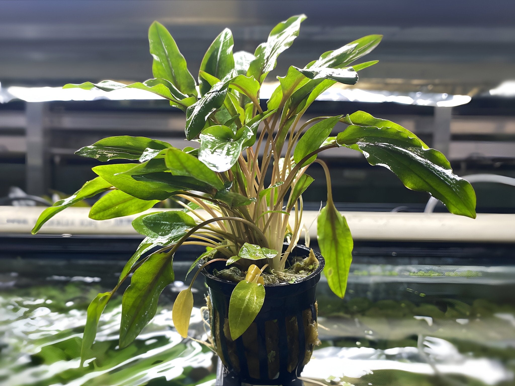 potted aquarium plants for sale Cryptocoryne Wendtii (Green)