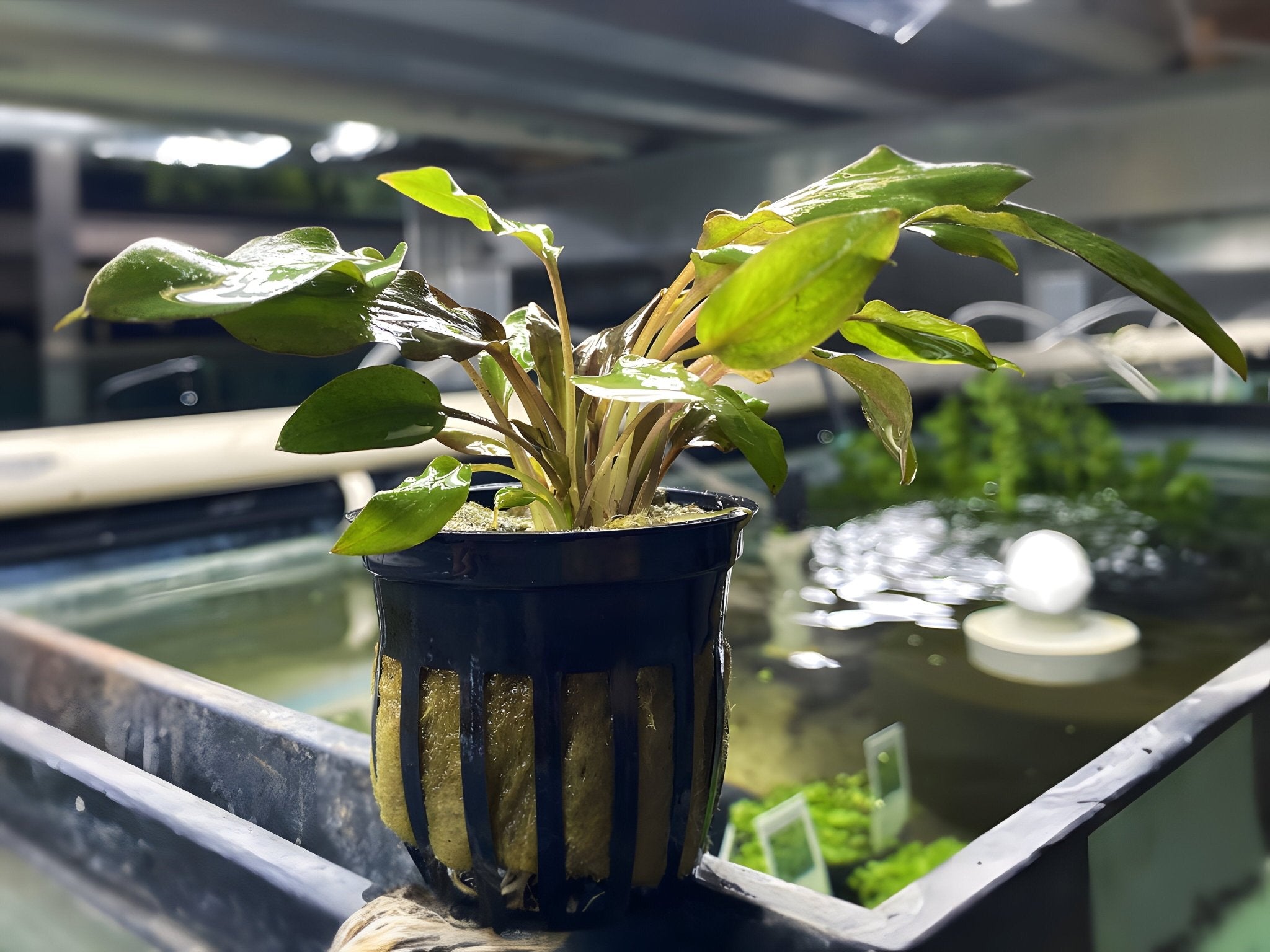 potted aquarium plants for sale Cryptocoryne Wendtii (Red)