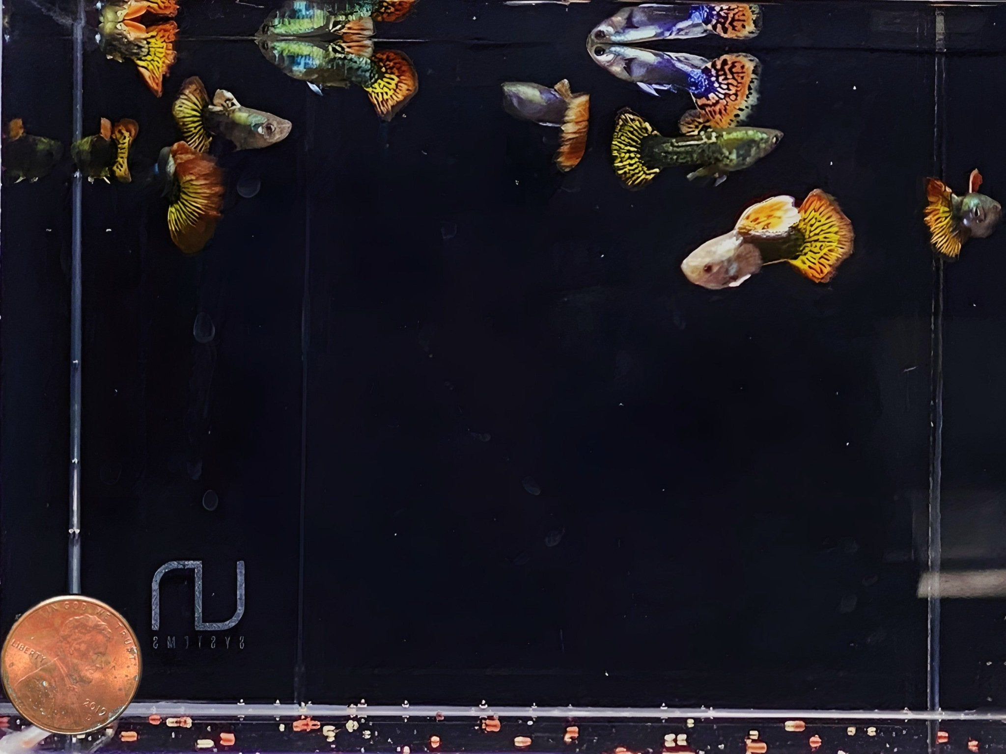 Dumbo Ear Guppy Males - Aqua Huna