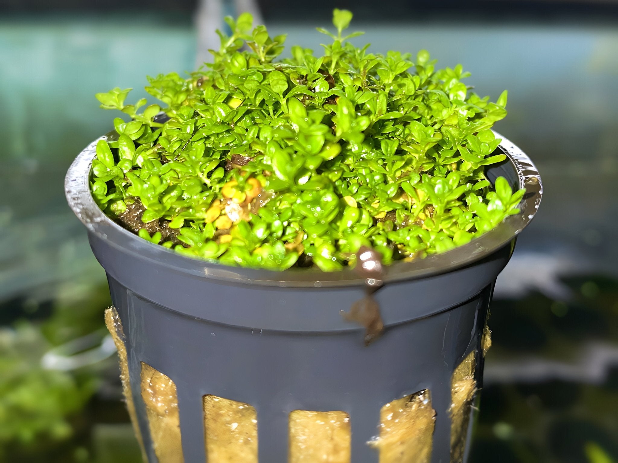 Dwarf Baby Tears - Potted Plant - Aqua Huna