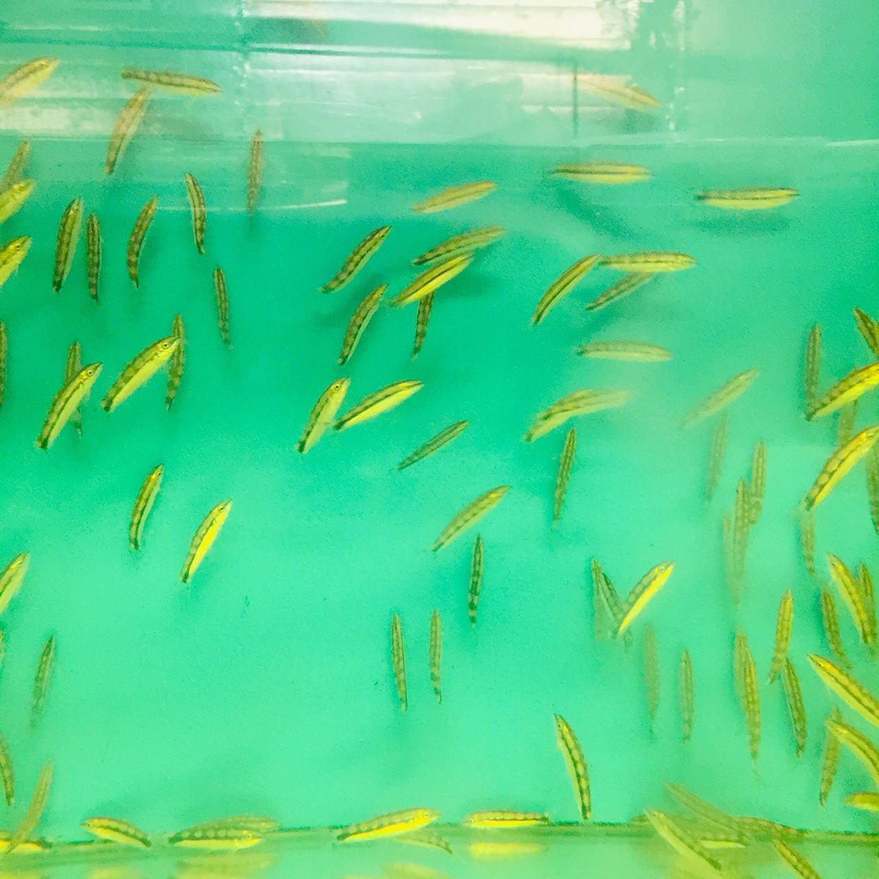 Dwarf Chain Loach / Sidthimunki Botia Small - Aqua Huna