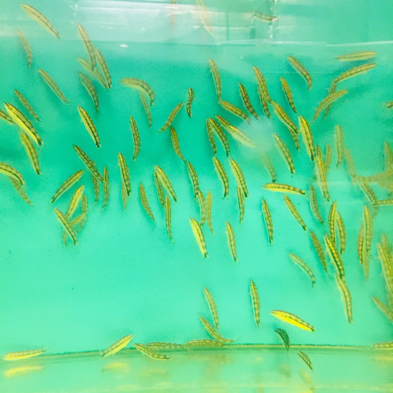 Dwarf Chain Loach / Sidthimunki Botia Small - Aqua Huna