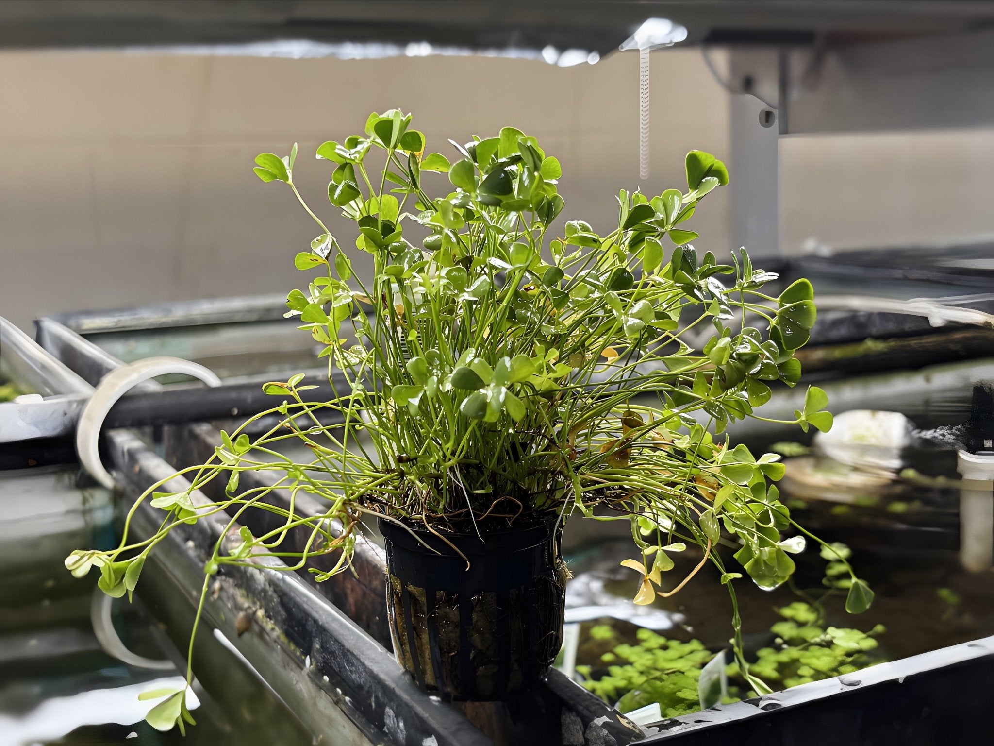 Dwarf Four Leaf Clover - Potted Plant - Aqua Huna