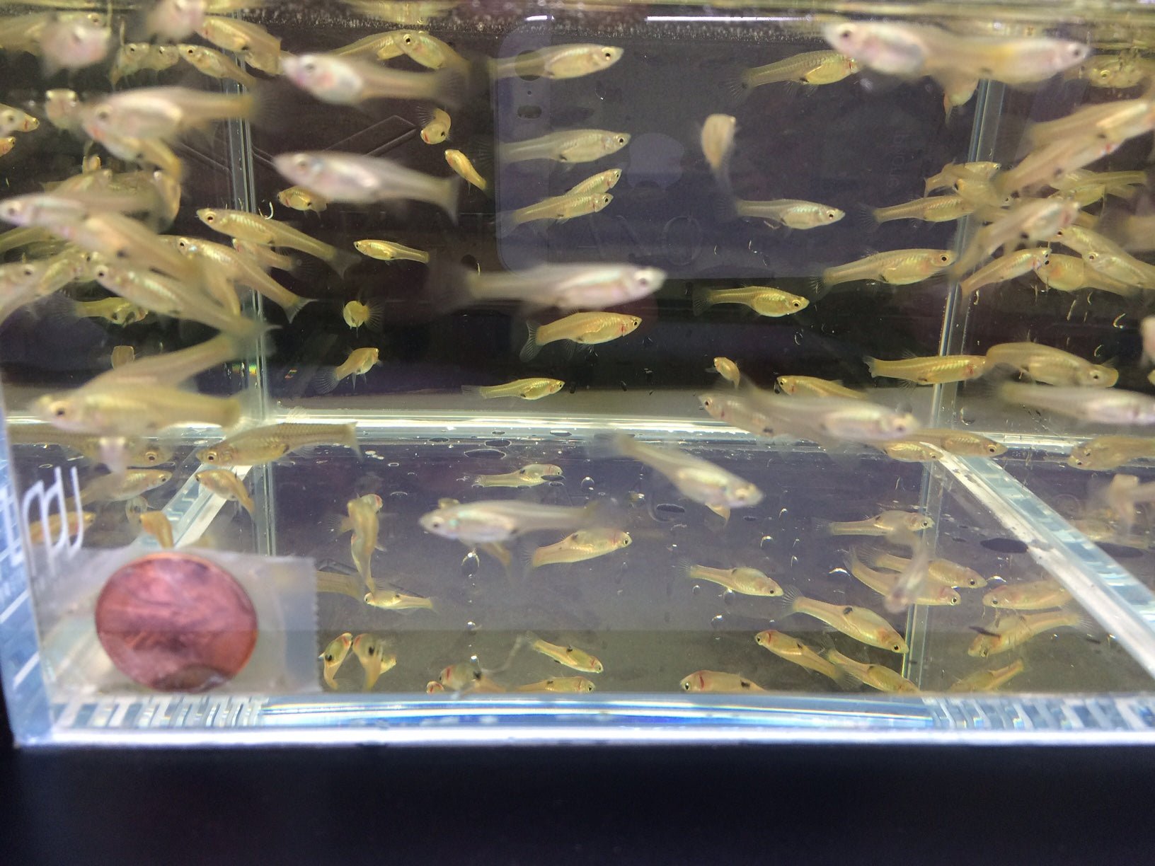 El Tigre Endler Pair - Aqua Huna