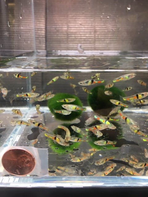 El Tigre Endler Pair - Aqua Huna