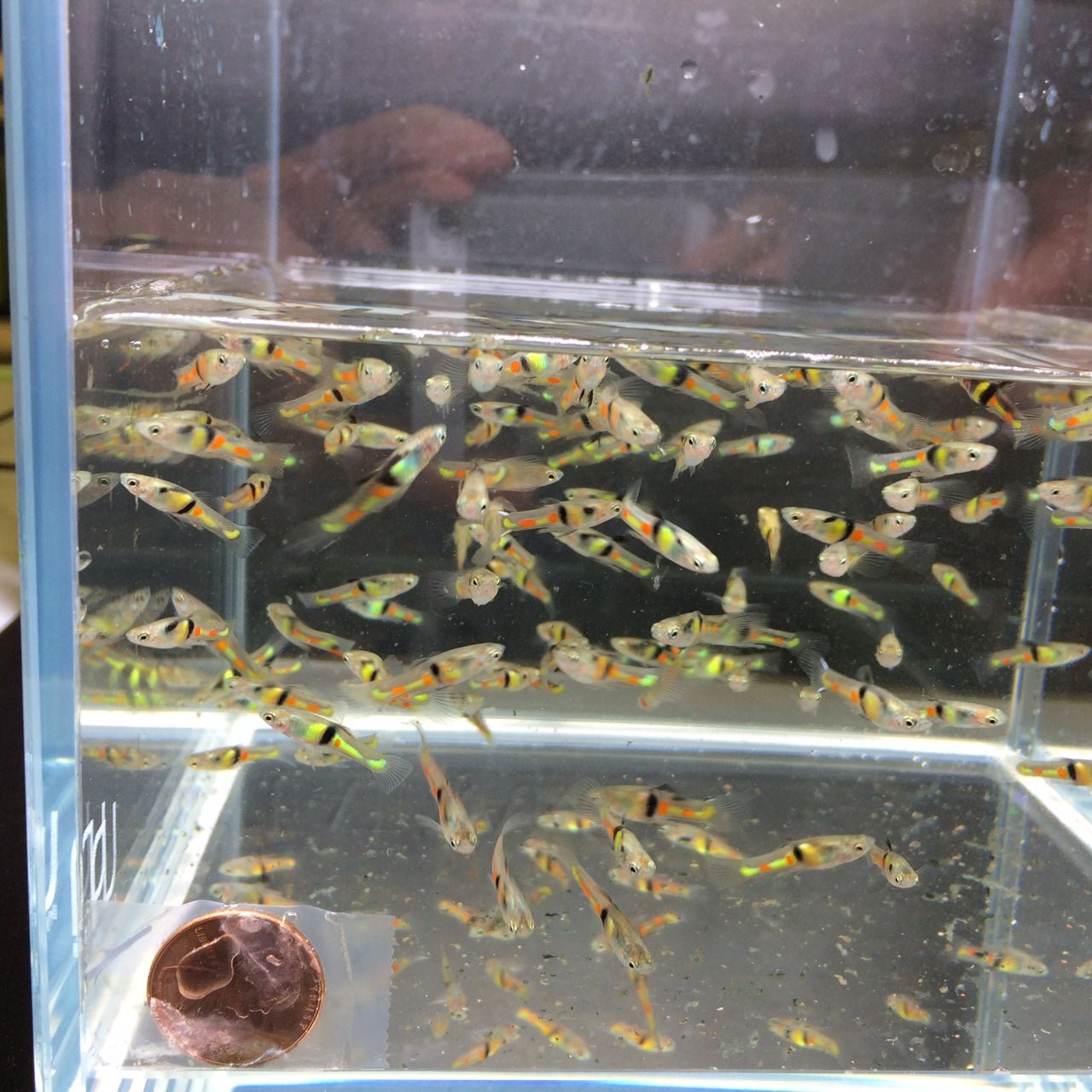 El Tigre Endler Pair - Aqua Huna