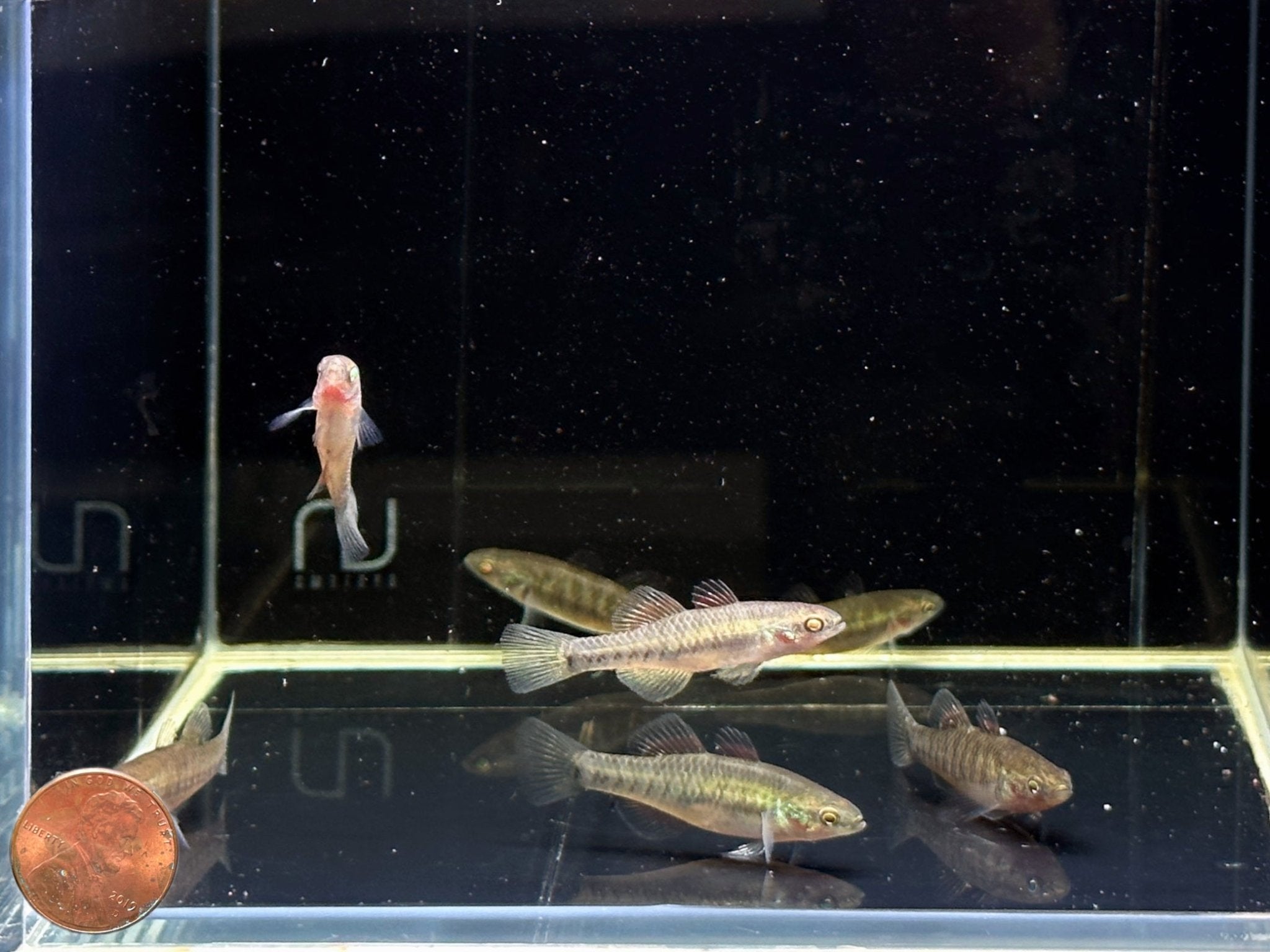 Empire Gudgeon - Aqua Huna