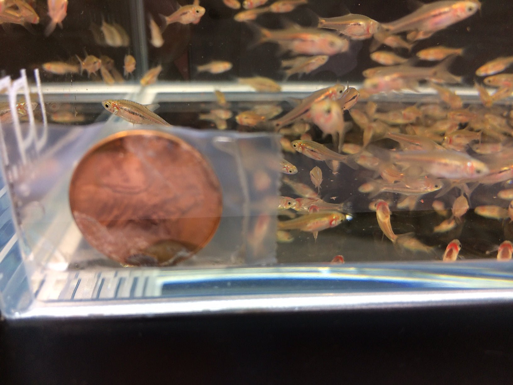 Exclamation Point Rasbora - Aqua Huna