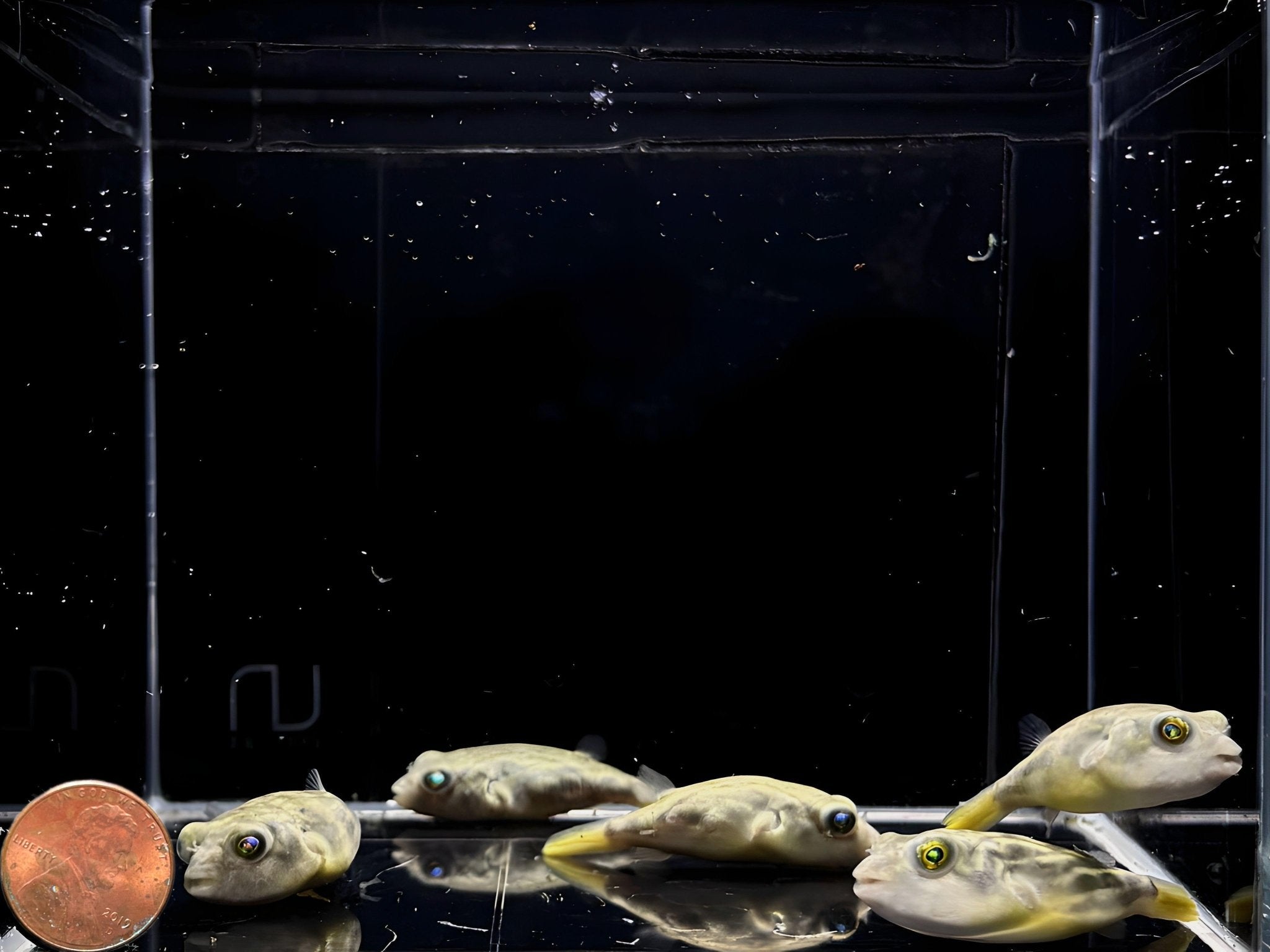 Fahaka Puffer - Aqua Huna