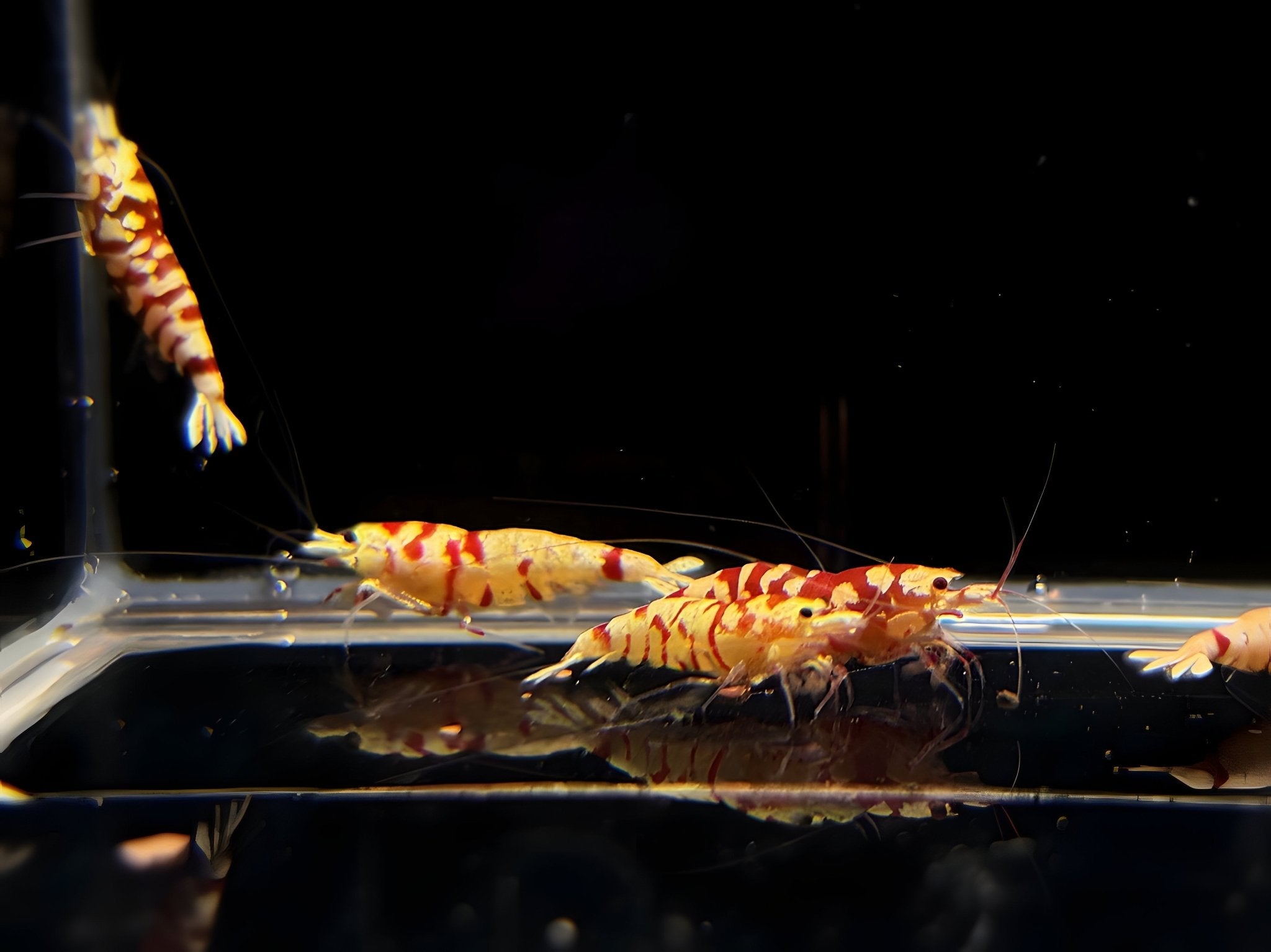 Fancy Red Tiger Shrimp - Aqua Huna