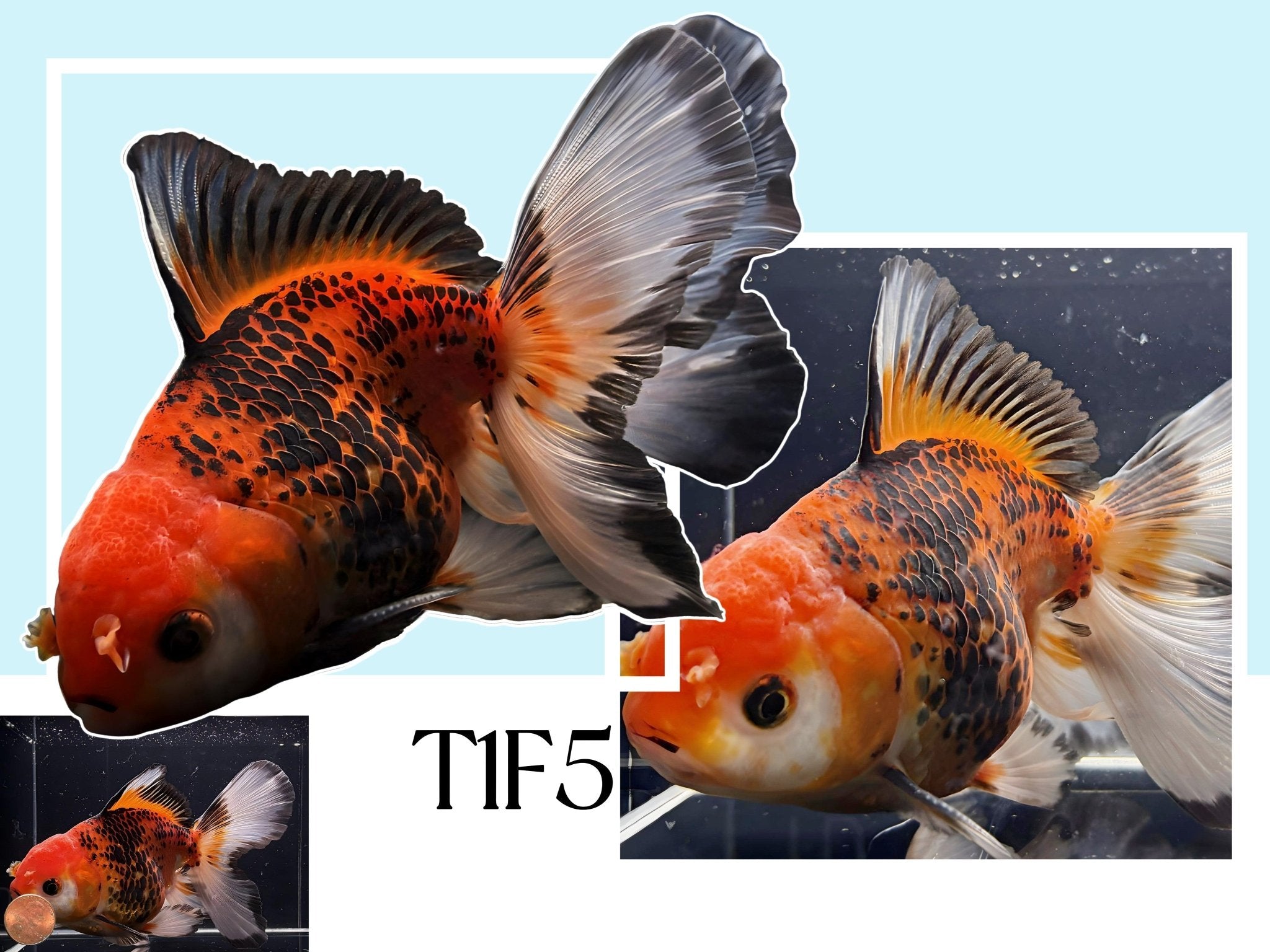 Fancy Thailand Oranda Goldfish - 4.75" - 5.25" - Aqua Huna