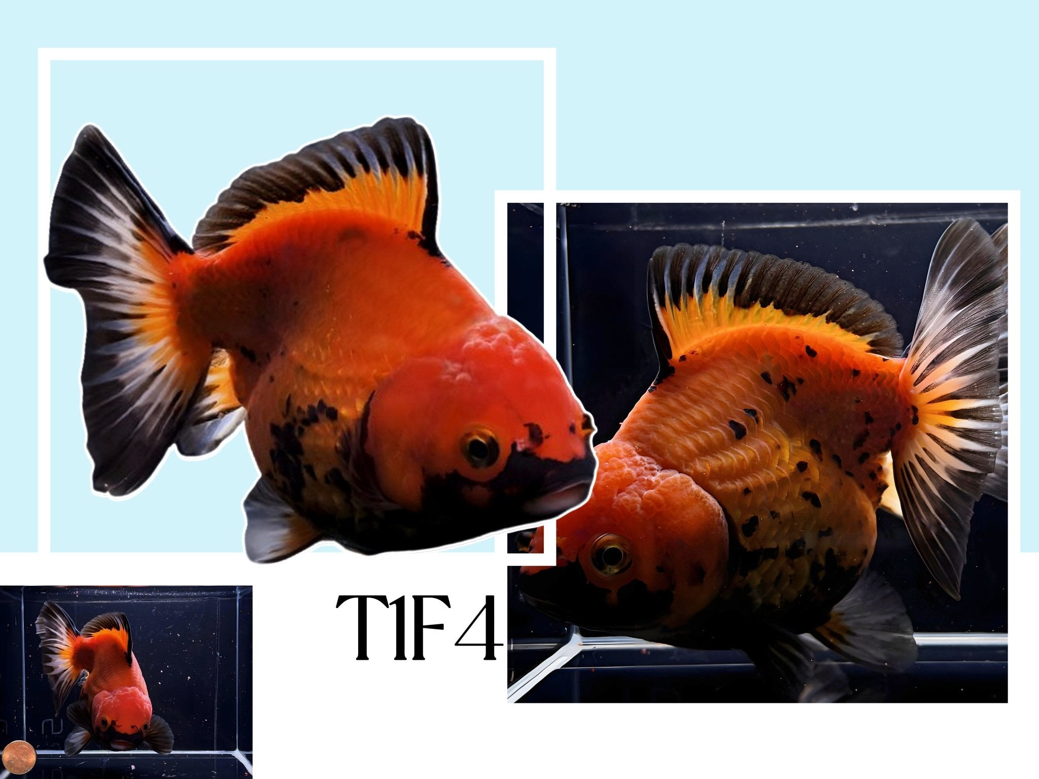 Fancy Thailand Oranda Goldfish - 4.75" - 5.25" - Aqua Huna