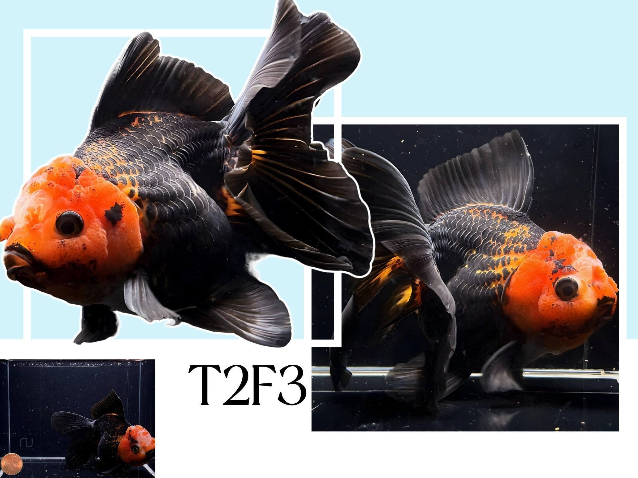 Fancy Thailand Oranda Goldfish - 4.75" - 5.25" - Aqua Huna
