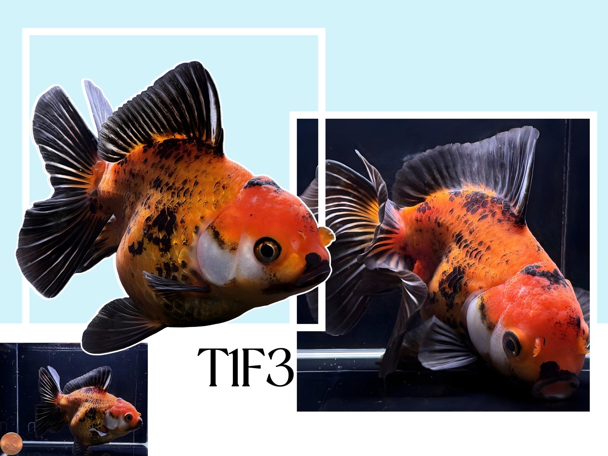 Fancy Thailand Oranda Goldfish - 4.75" - 5.25" - Aqua Huna