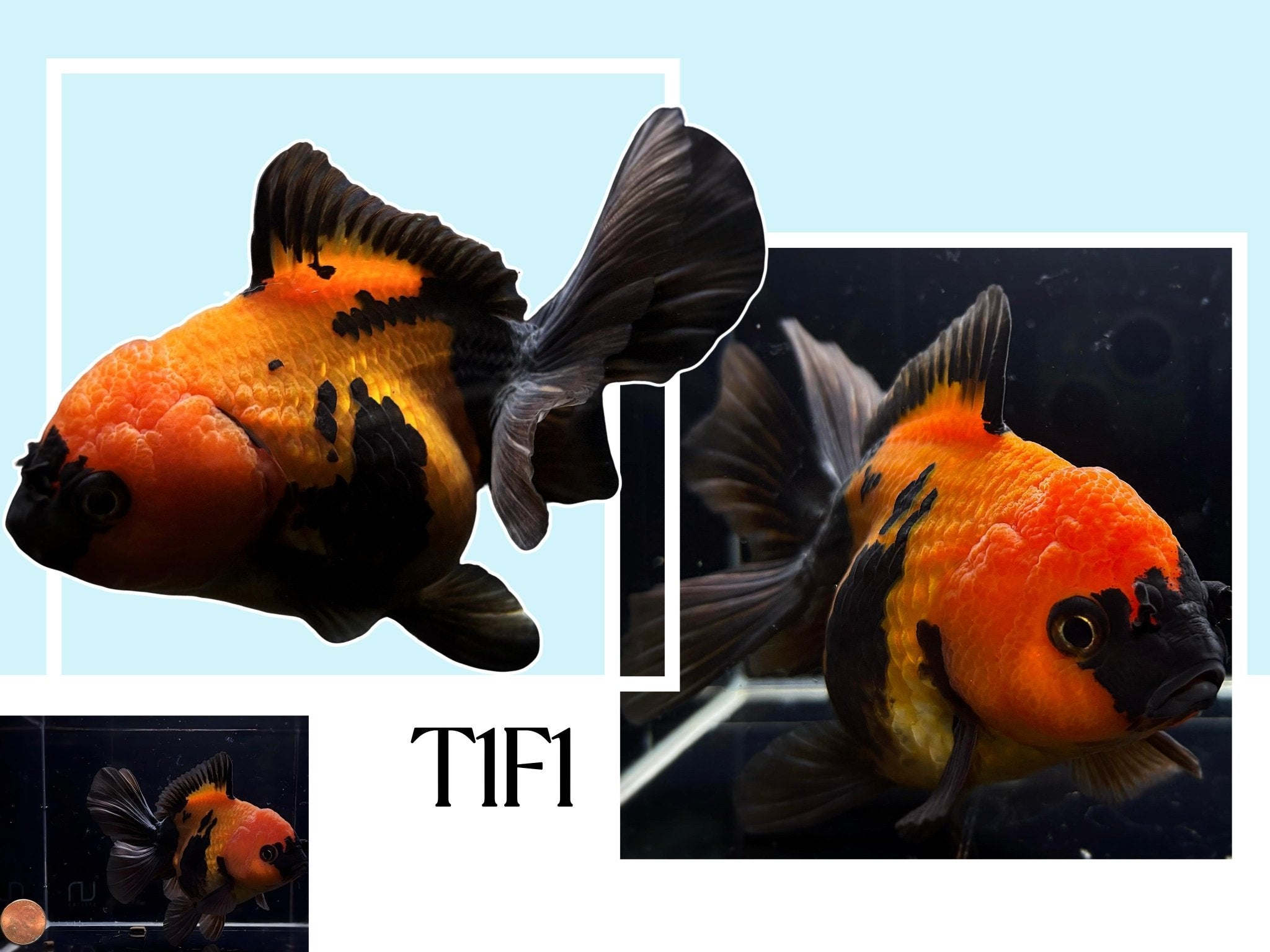 Fancy Thailand Oranda Goldfish - 4.75" - 5.25" - Aqua Huna