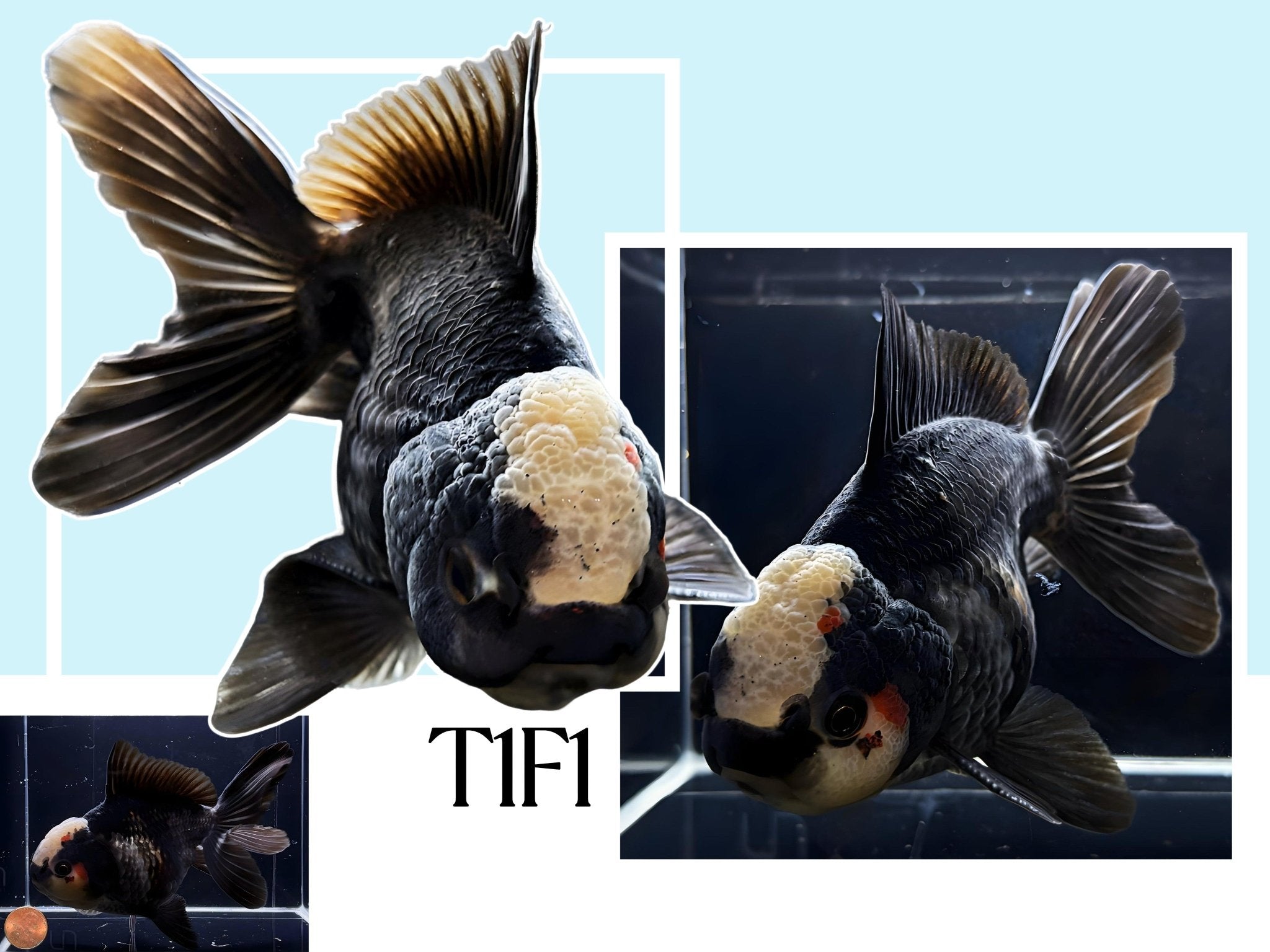 Fancy Thailand Oranda Goldfish - 4.75" - 5.25" - Aqua Huna