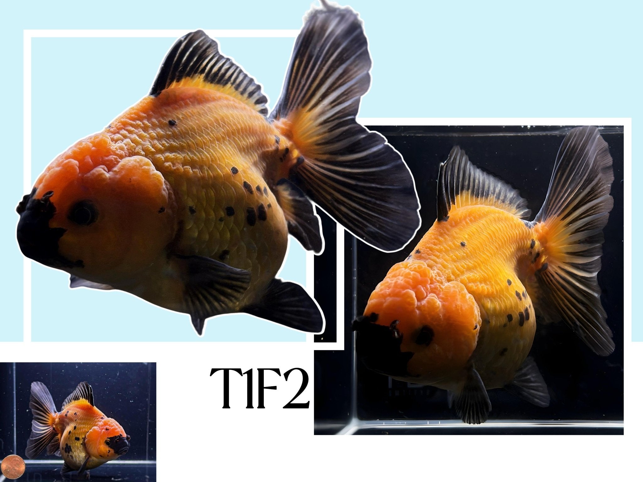 Fancy Thailand Oranda Goldfish - 4.75" - 5.25" - Aqua Huna