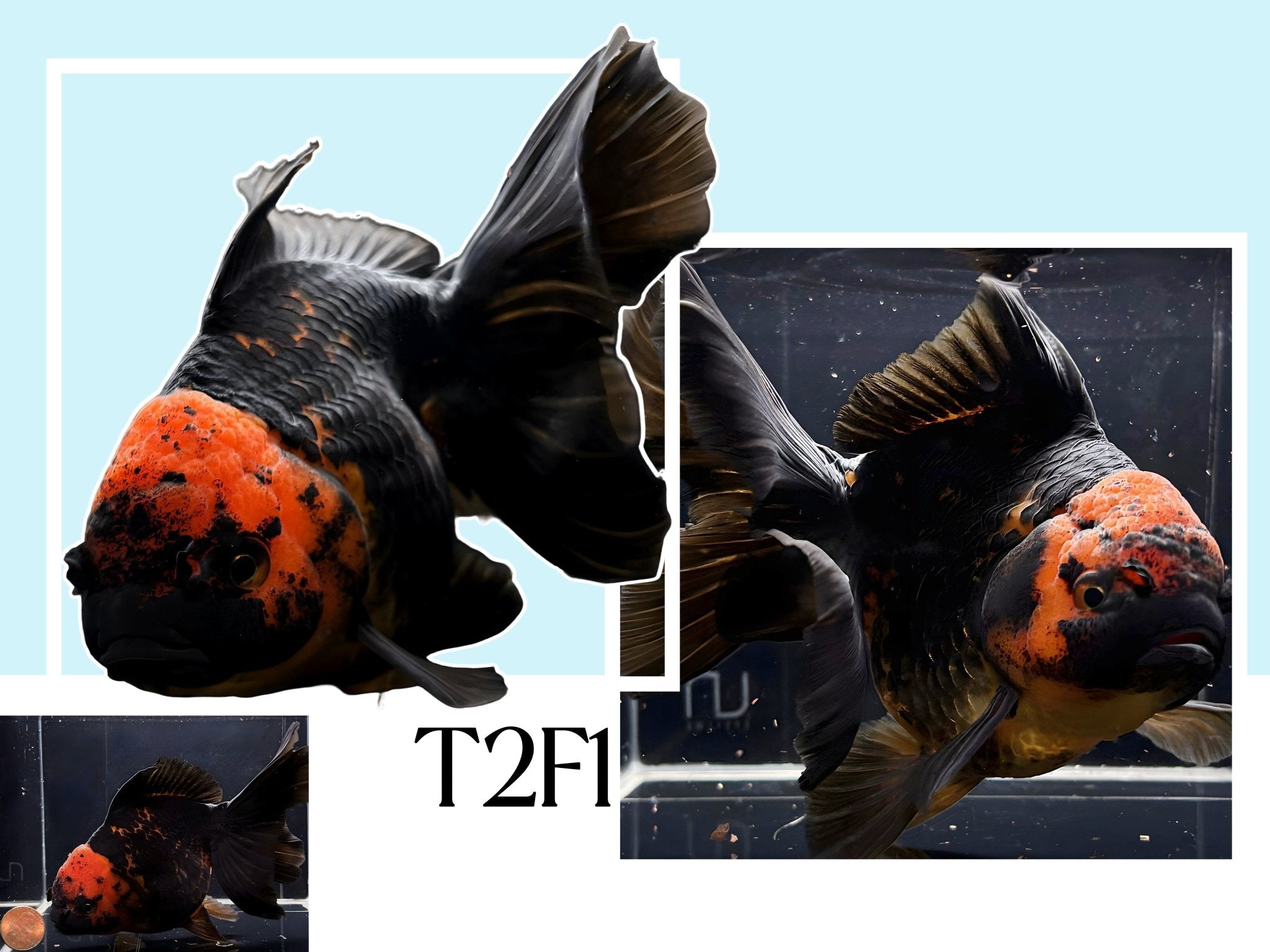 Fancy Thailand Oranda Goldfish - 4.75" - 5.25" - Aqua Huna